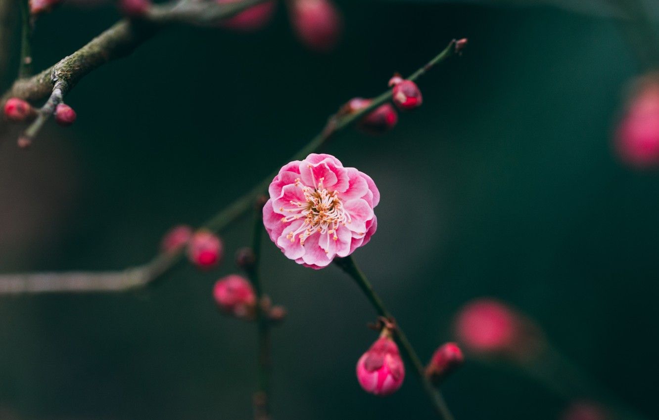 Wallpaper flower, nature, pink, flowers, macro, blur, branches