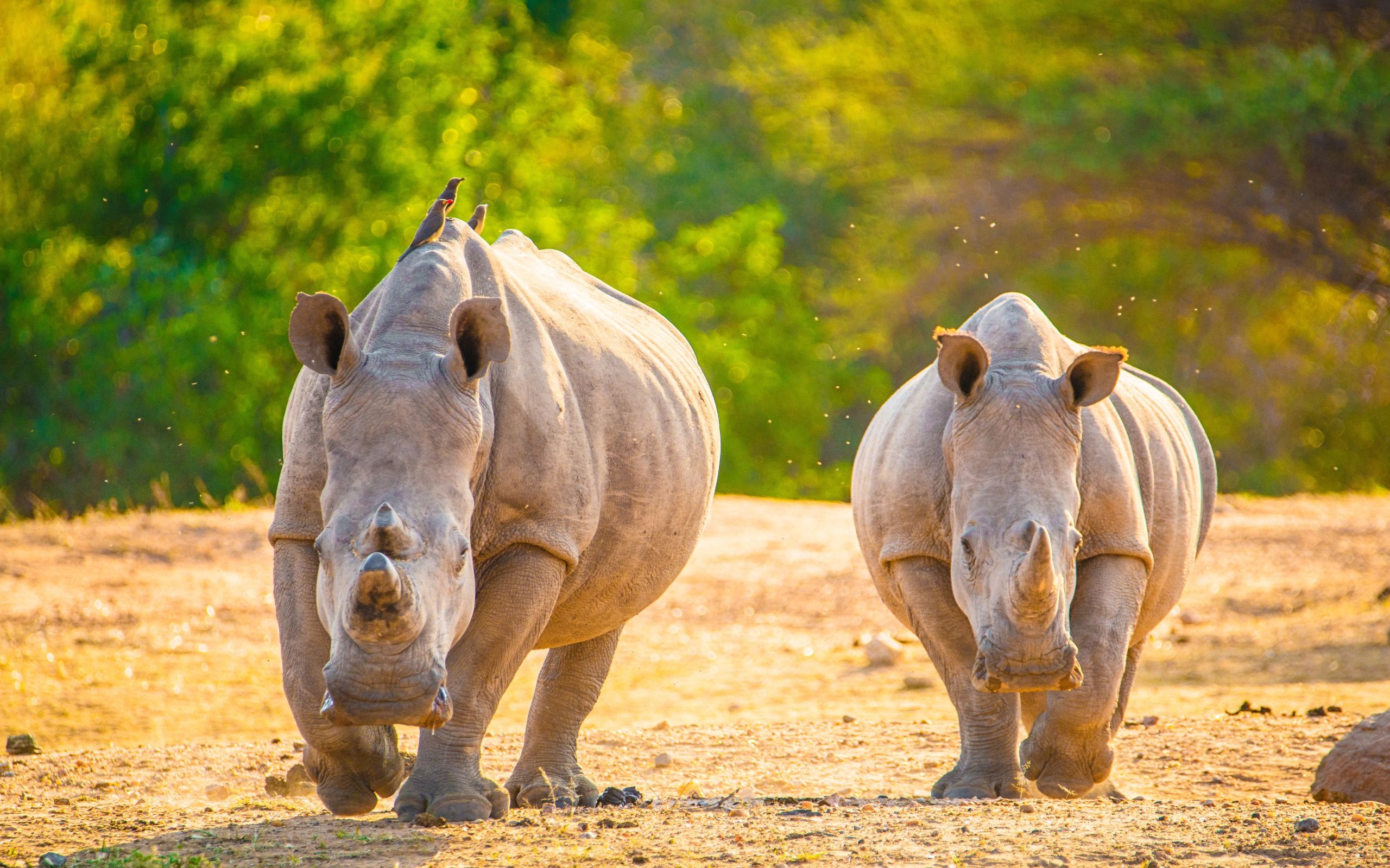 Wallpaper of Rhino, Wildlife, Animal background & HD image