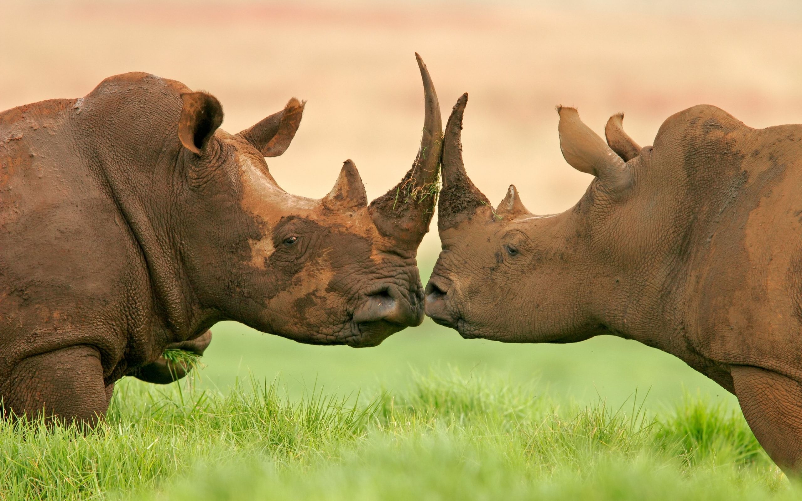 Rhinoceros Wallpaper FREE Picture