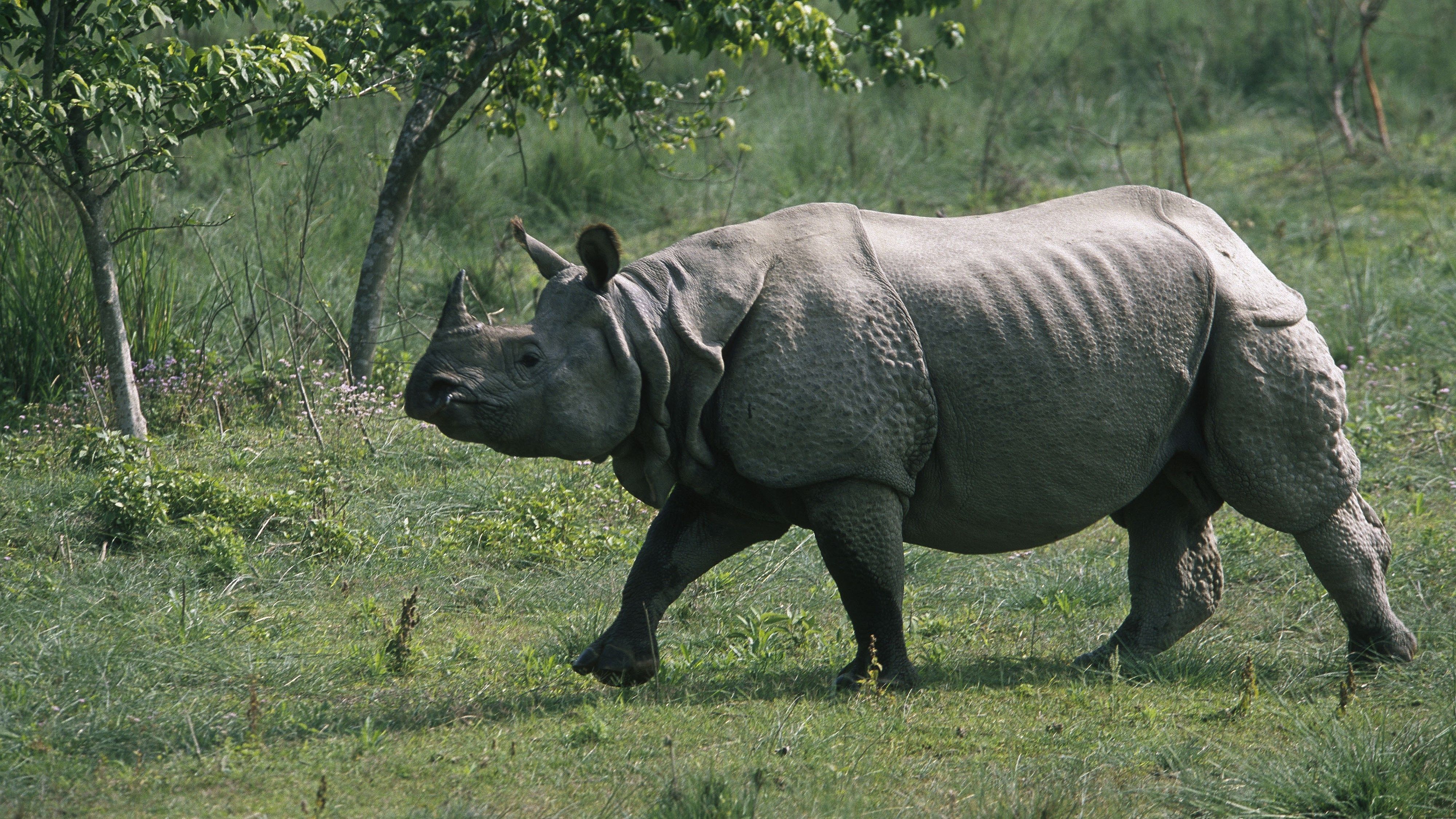 4k rhino HD wallpaper (4000x2250). Rhino species, Rhino picture