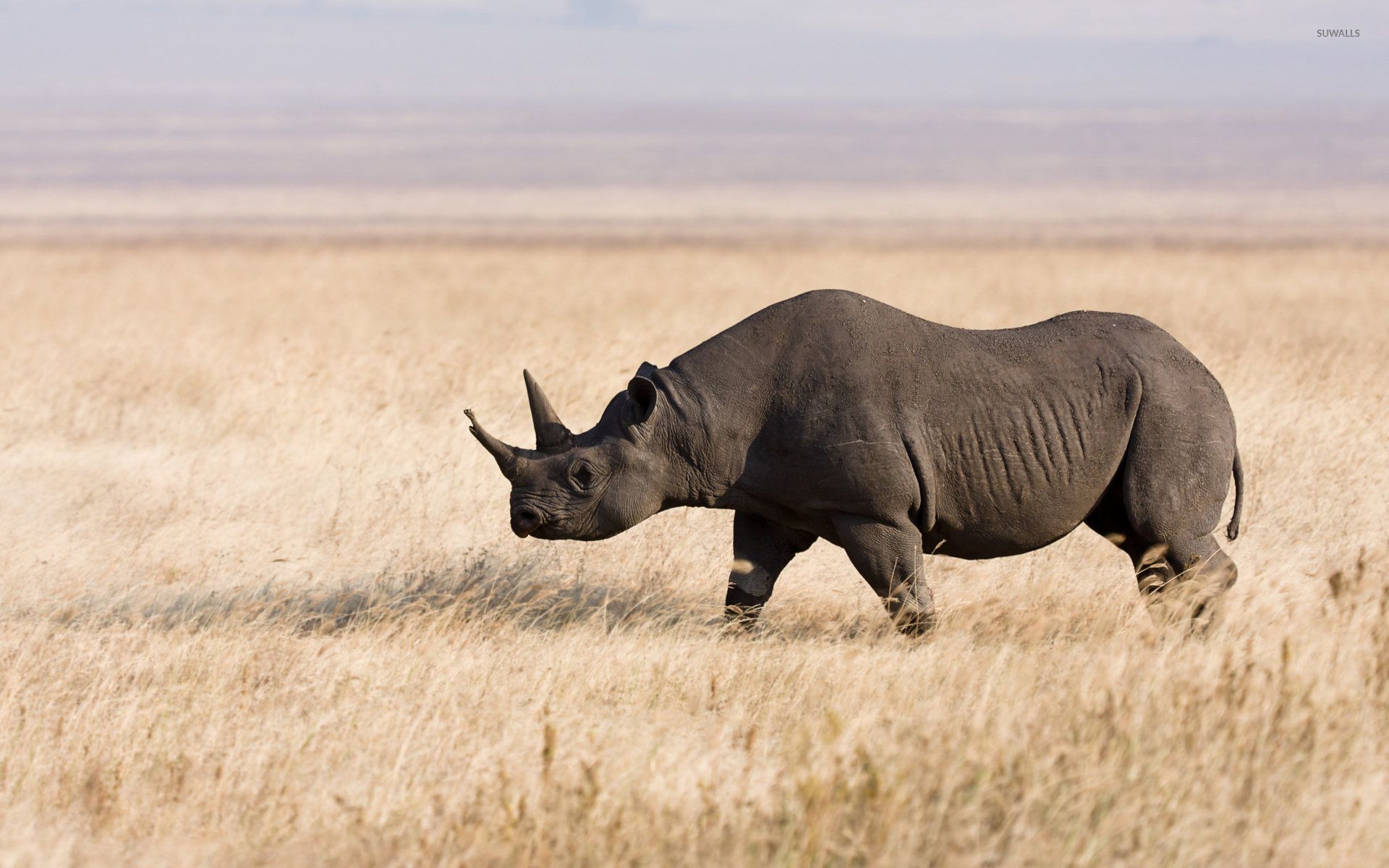 Rhinoceros Wallpaper Free Rhinoceros Background