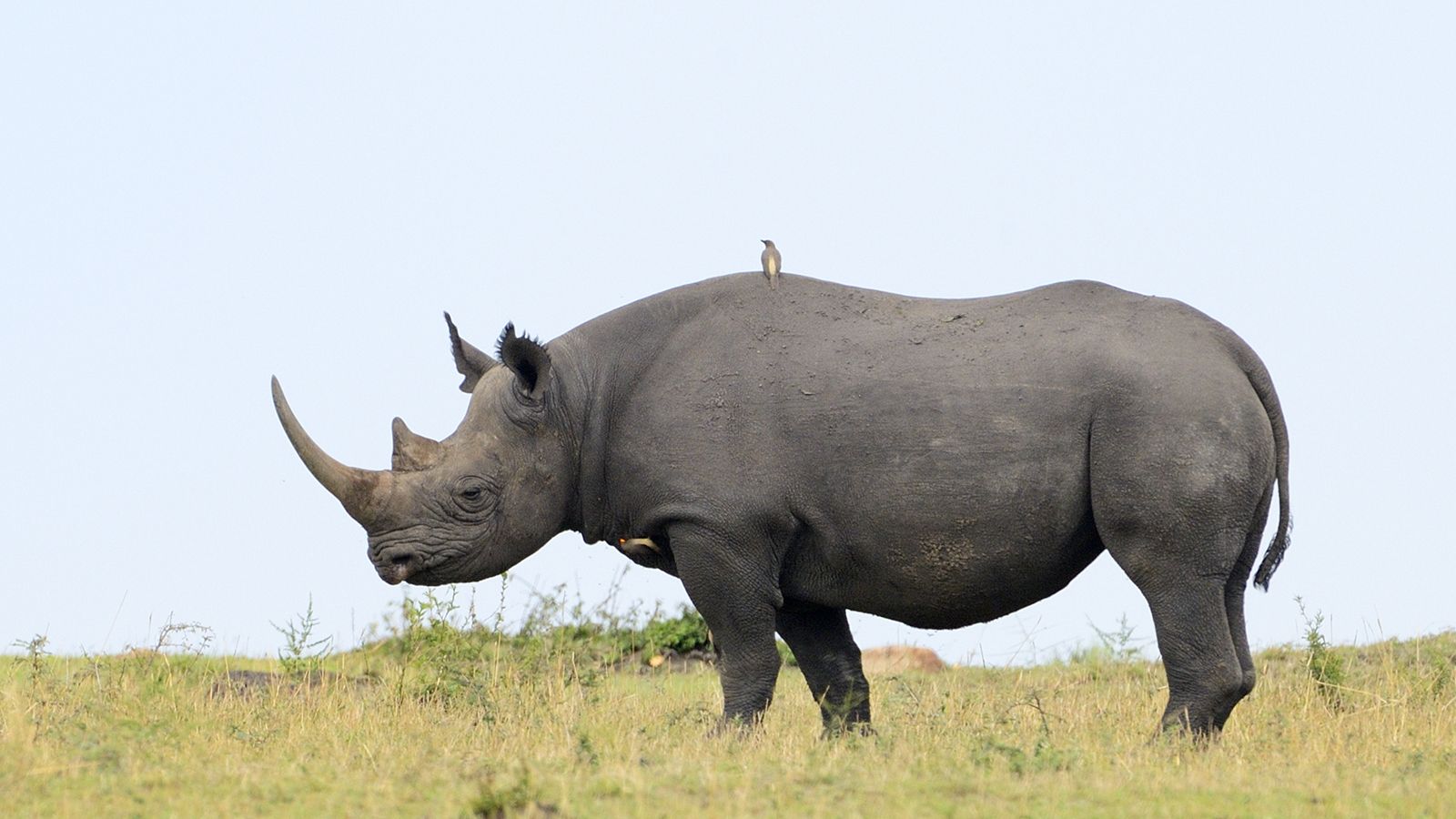 Rhino wallpaper, Animal, HQ Rhino pictureK Wallpaper 2019