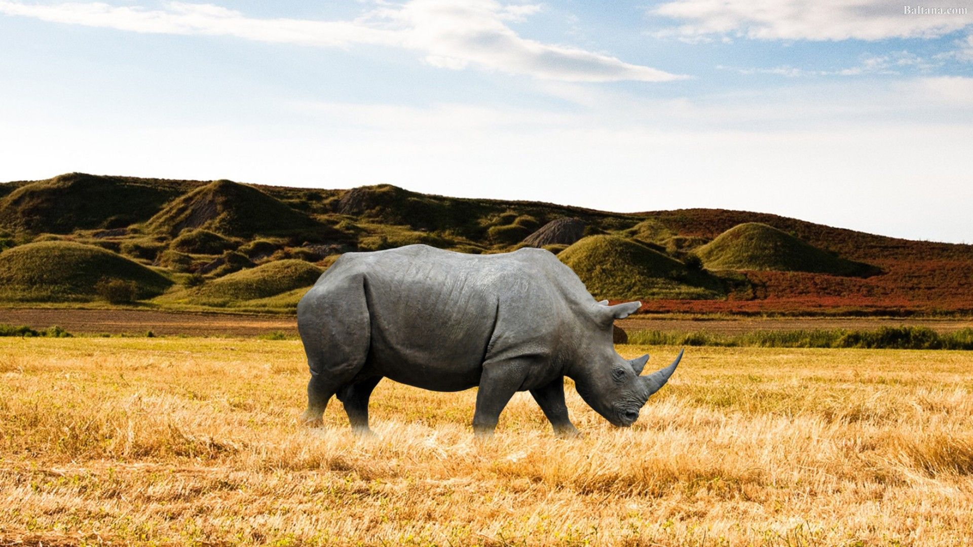 Rhino HD Desktop Wallpaper 31793