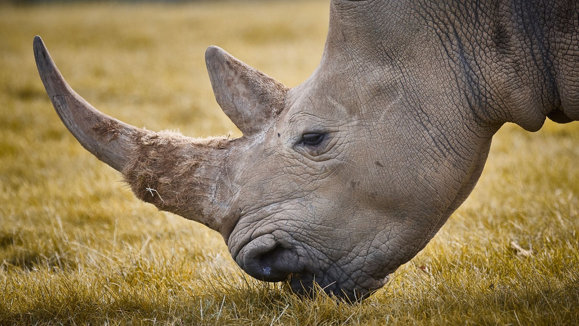 Rhino HD Wallpaper Free Download Amazing Animal Wallpaper