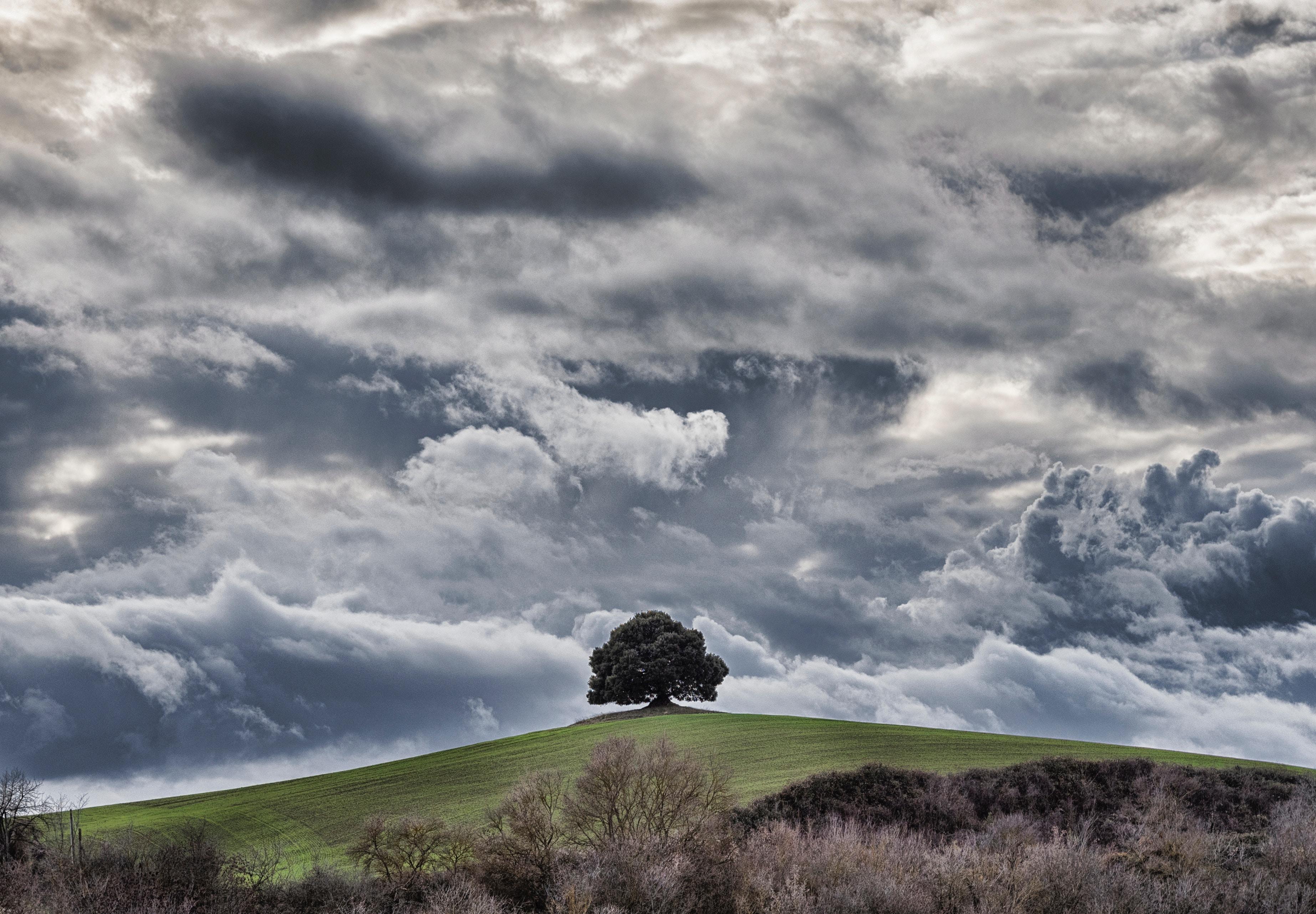 wallpaper tree, hill, clouds, overcast, sky, grass HD, Widescreen