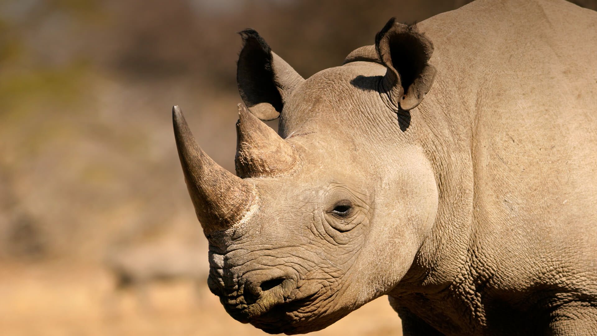 Rhinoceros. San Diego Zoo Animals & Plants