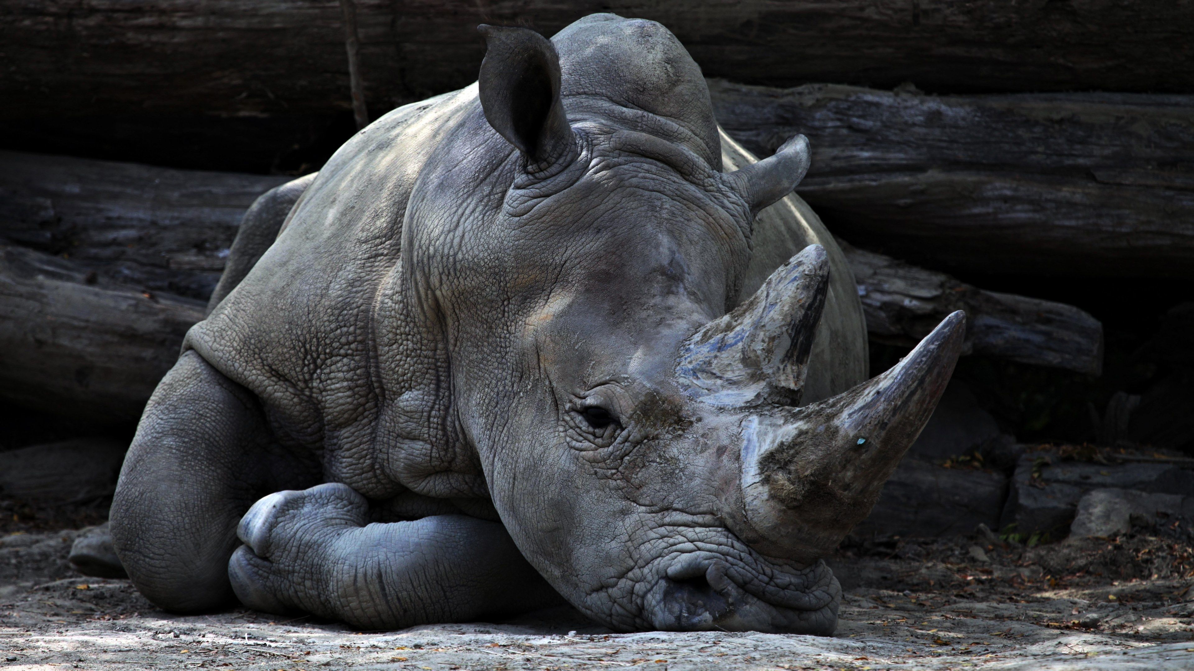 rhino rhinocero horn and animal HD 4k wallpaper and background