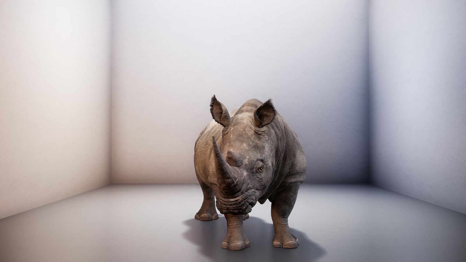 The Northern White Rhino Went Extinct, but for Two Minutes at a