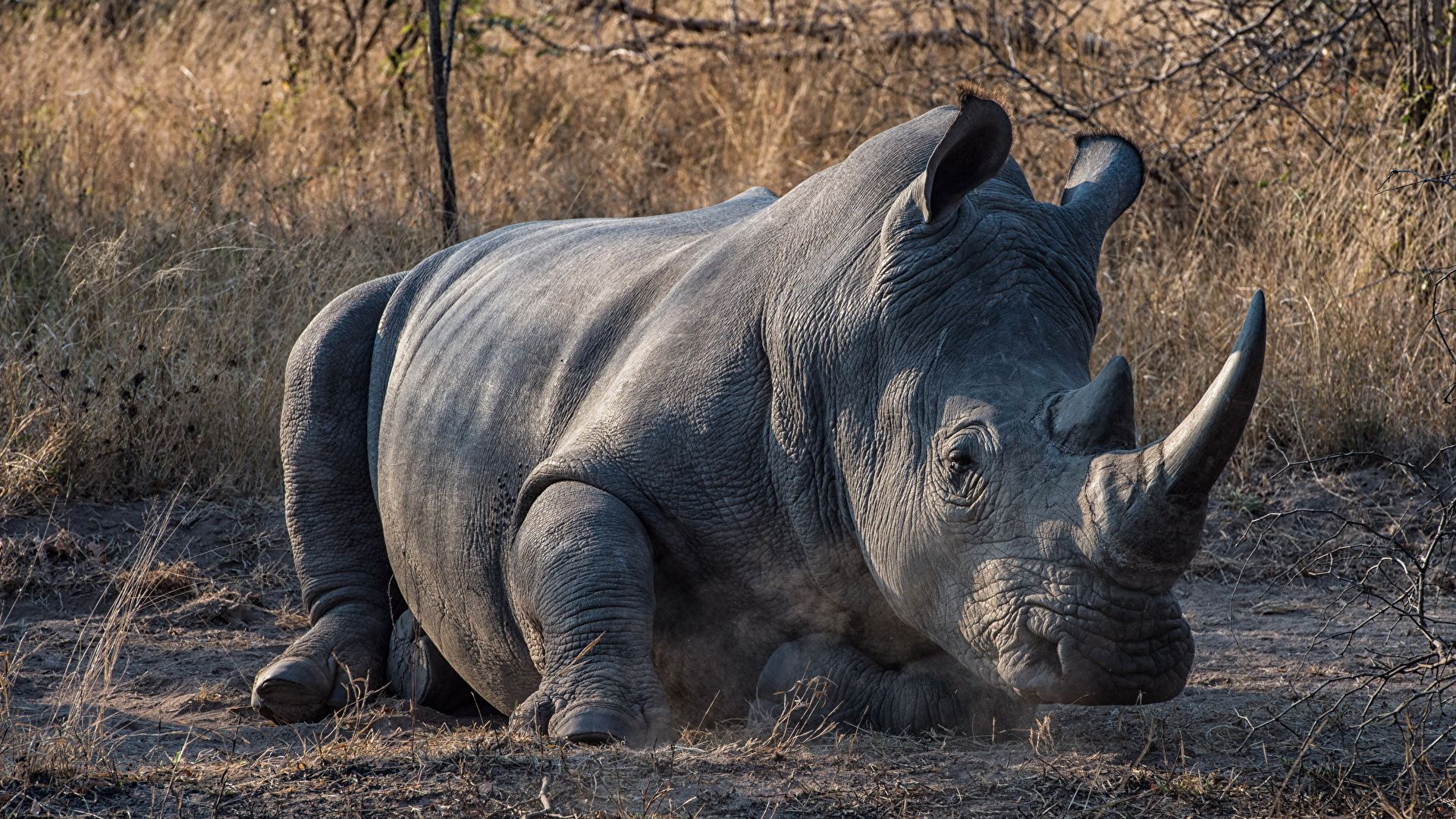 image Rhino Horns Animals 1920x1080