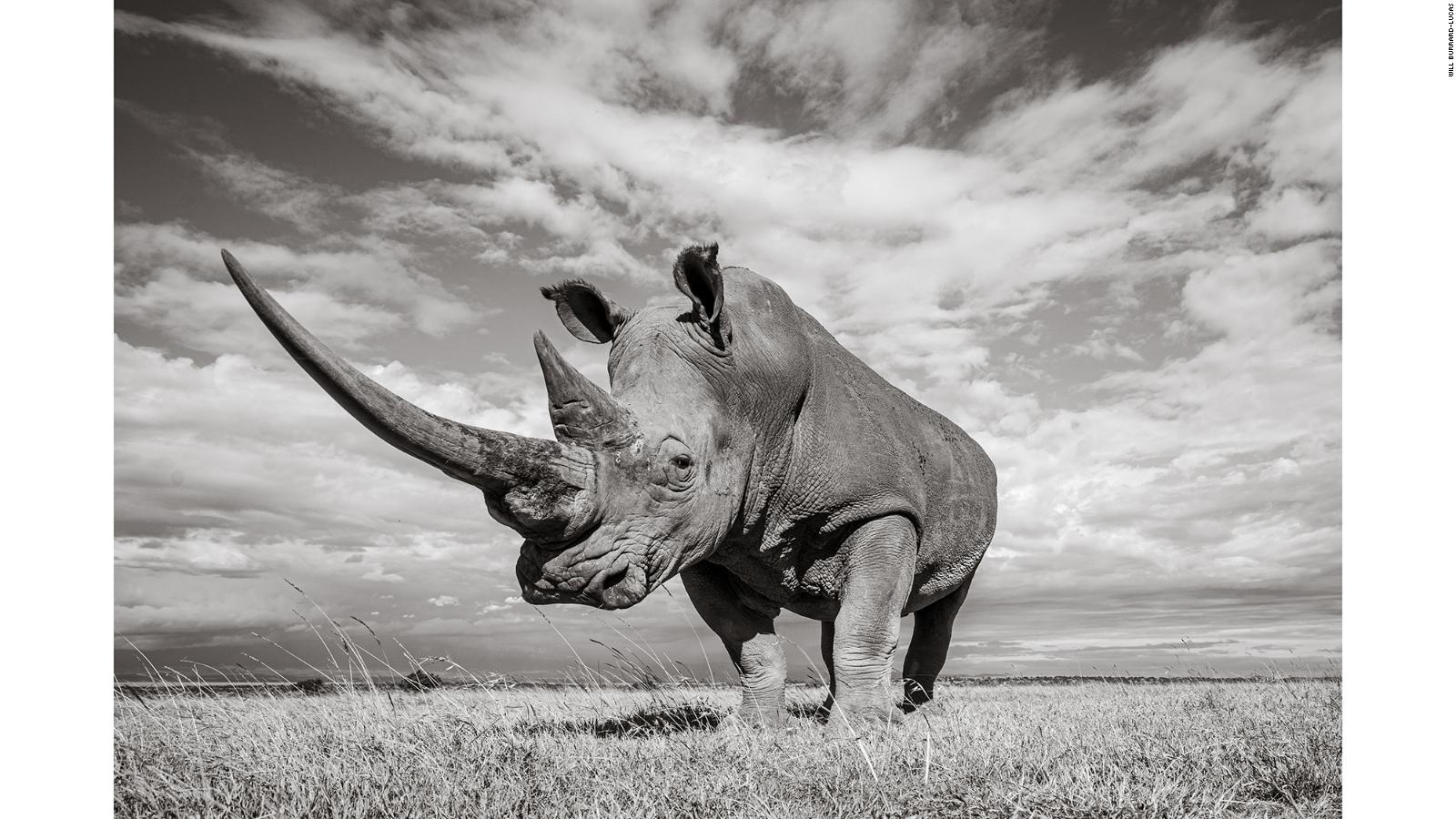 Endangered rhinos: View incredible picture from Kenya