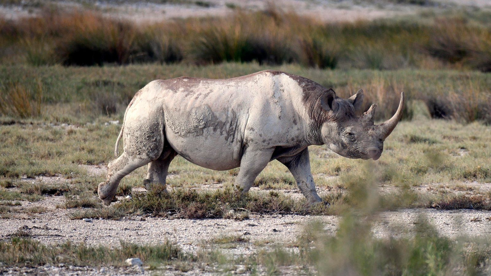 Trophy Hunter Seeks to Import Parts of Rare Rhino He Paid $000