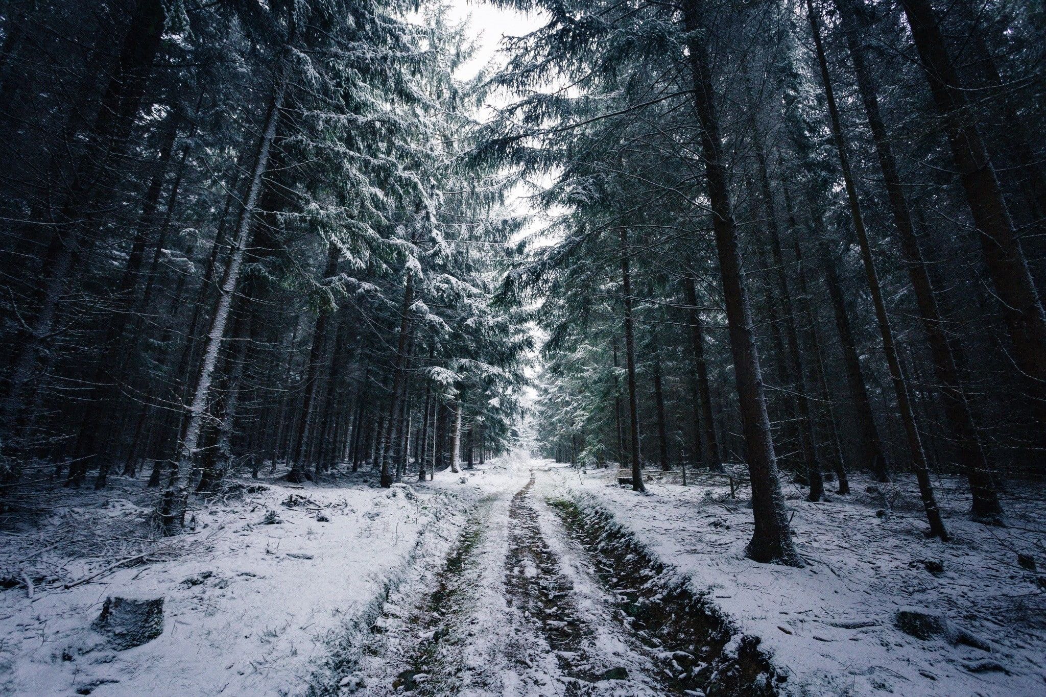 johannes hulsch forest winter snow trees road norway P