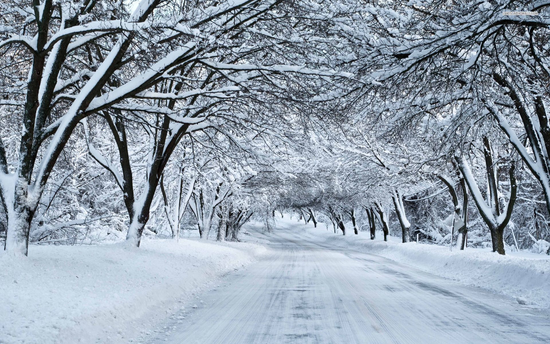 Thick Snowy Trees & White Road wallpaper. Thick Snowy Trees