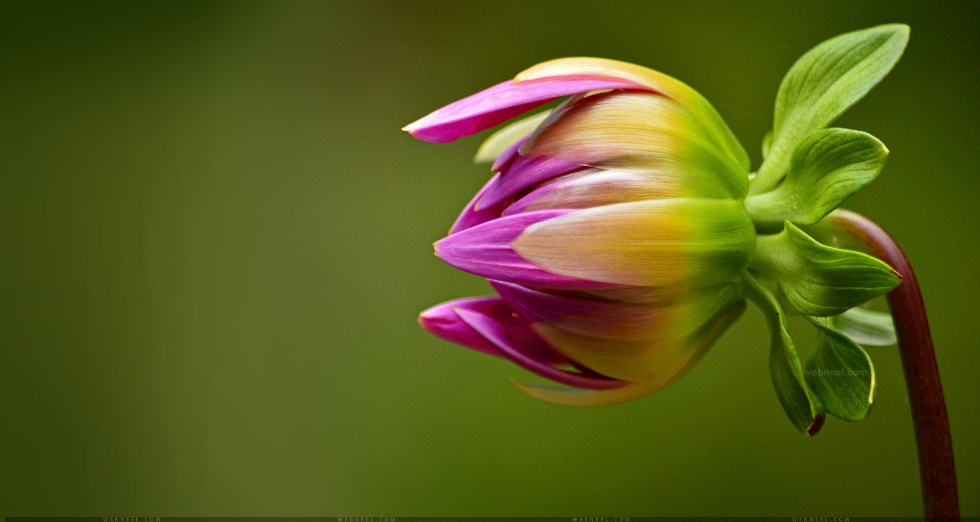 Beautiful Flower Wallpaper for your Desktop Mobile and Tablet