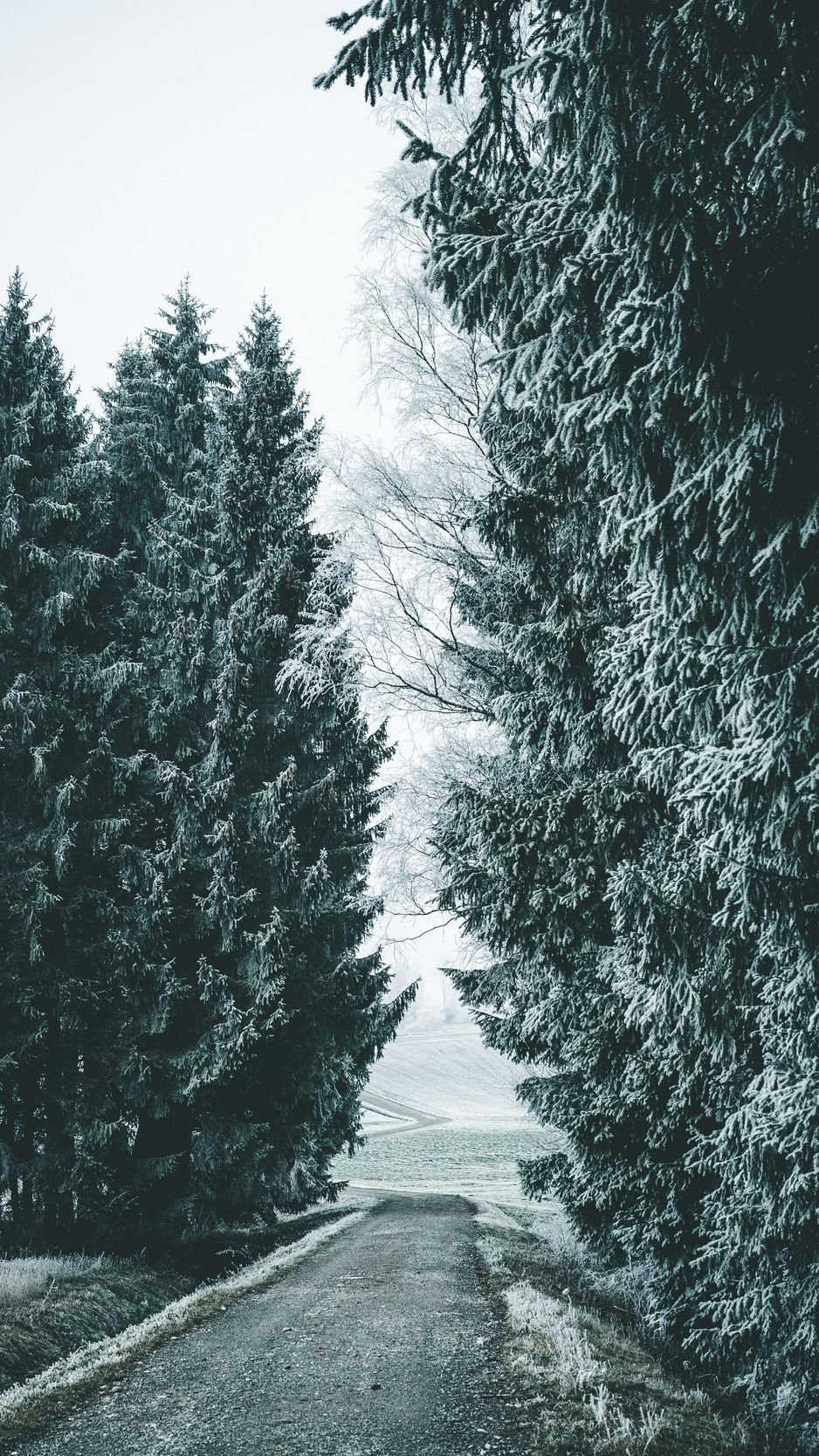 Download wallpaper 938x1668 forest, winter, snow, trees, road