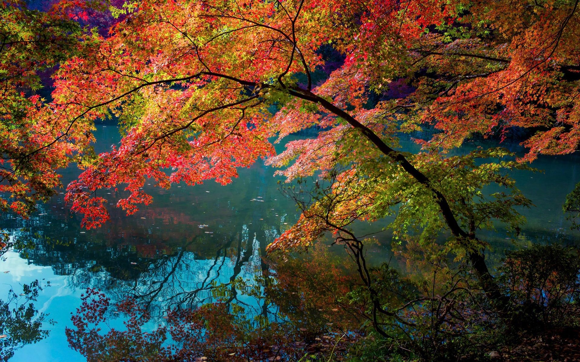 Wallpaper River, water reflection, trees, red color leaves
