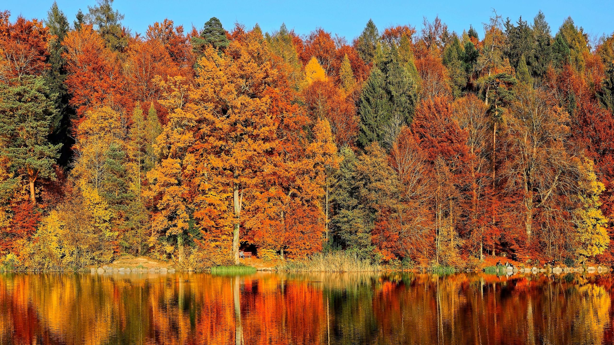 Download wallpaper 2560x1440 trees, autumn, river, reflection
