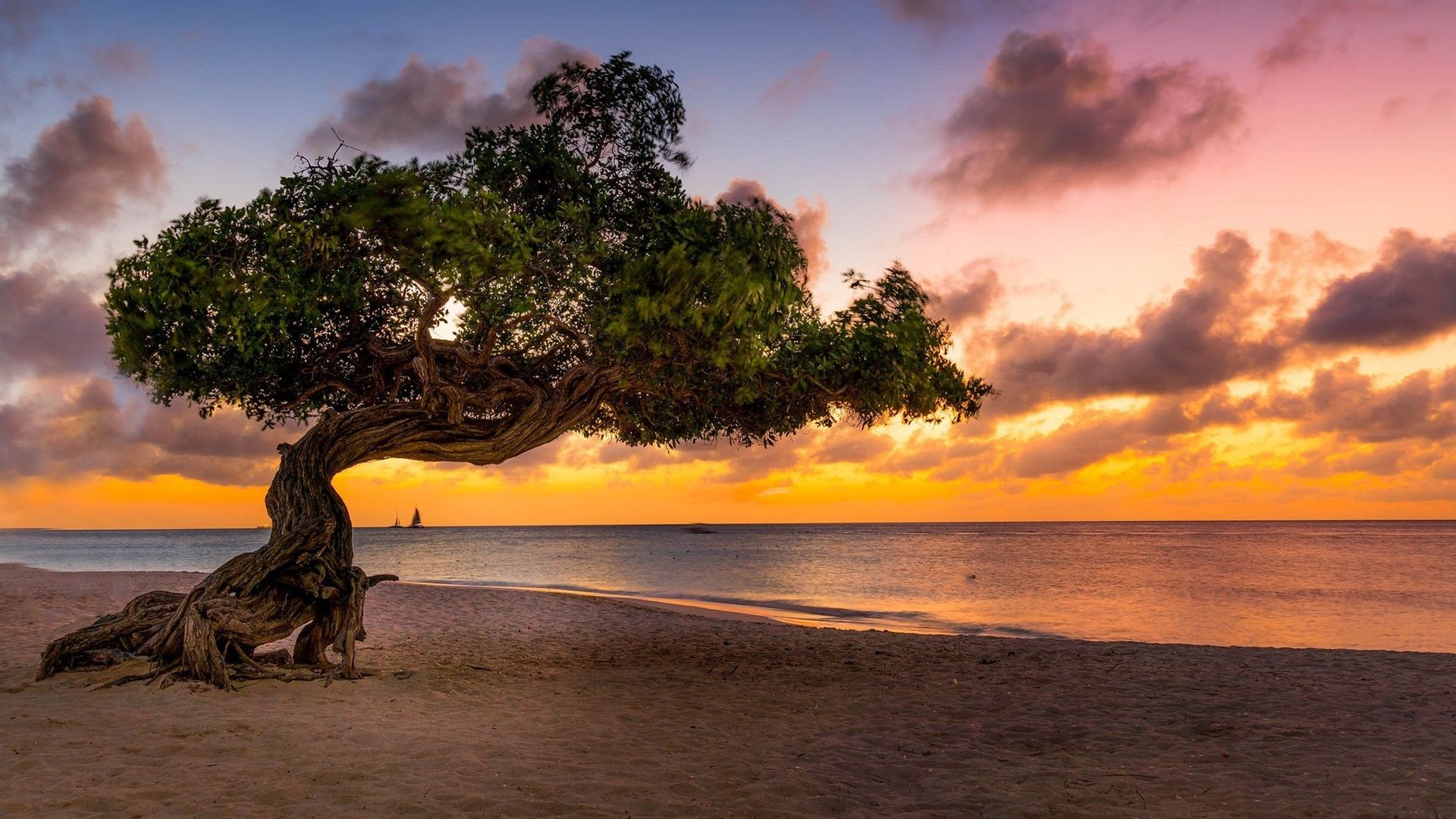 Wallpaper Lonely tree, beach, sands, sea, sunset 1920x1080 Full HD