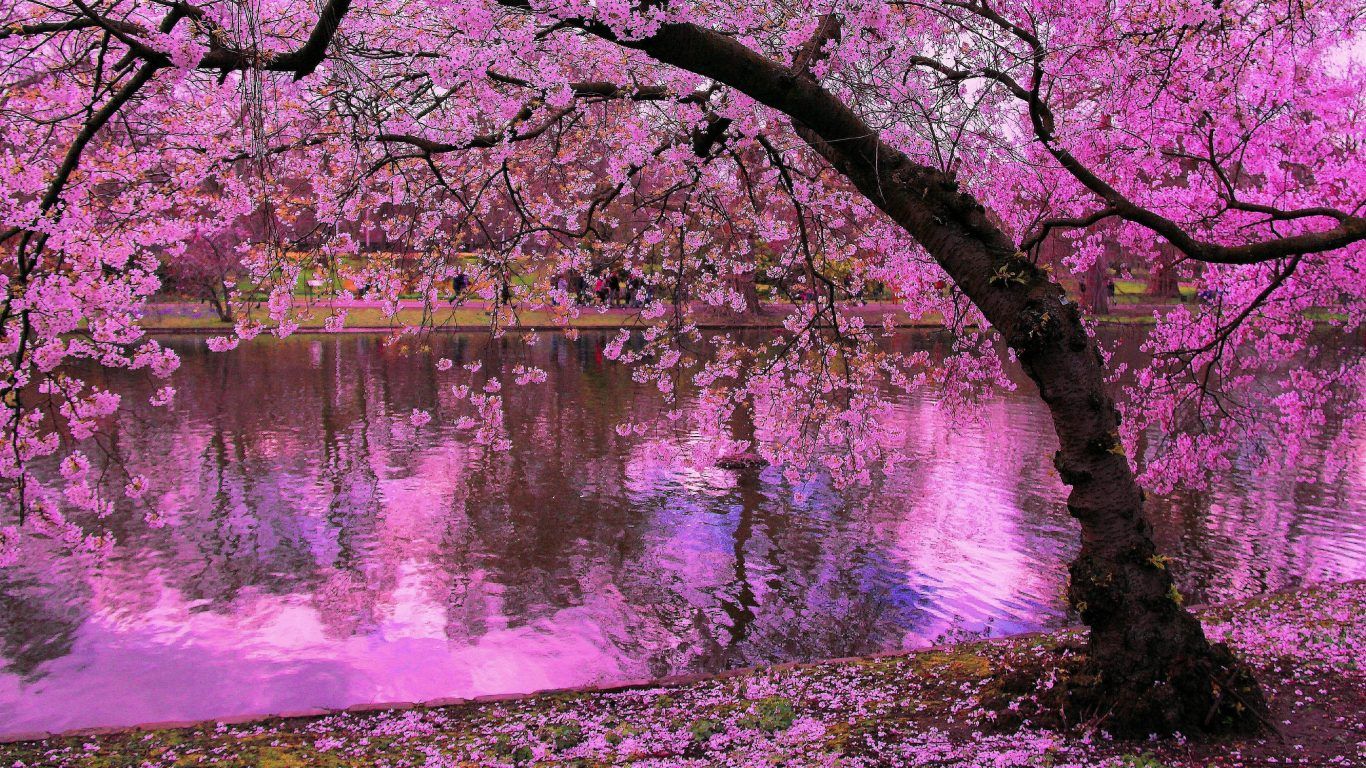 Spring Blooming Trees, Pink Blossoms Of Cherry River Reflection