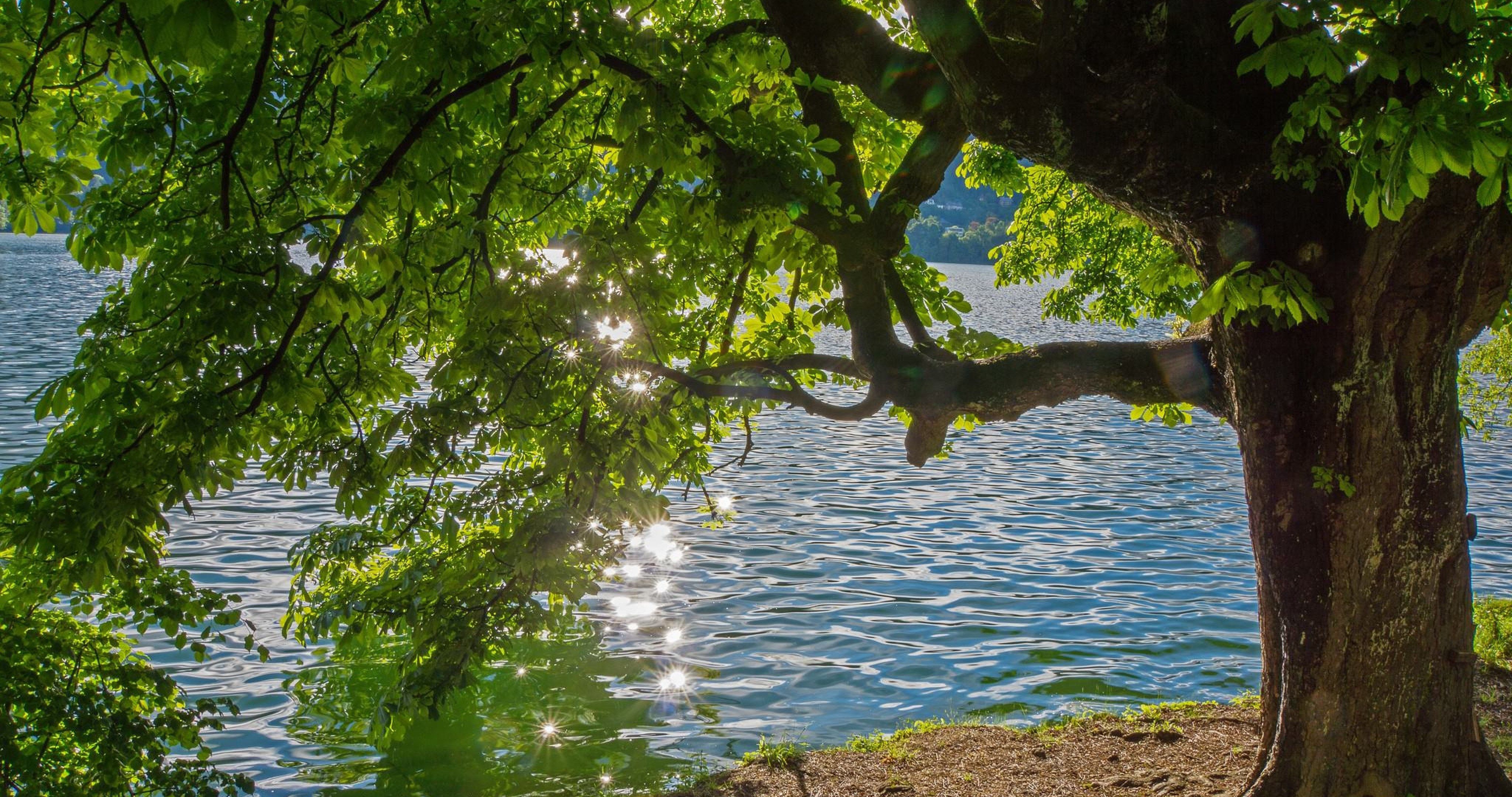 River Reflection Trees HD Wallpapers - Wallpaper Cave