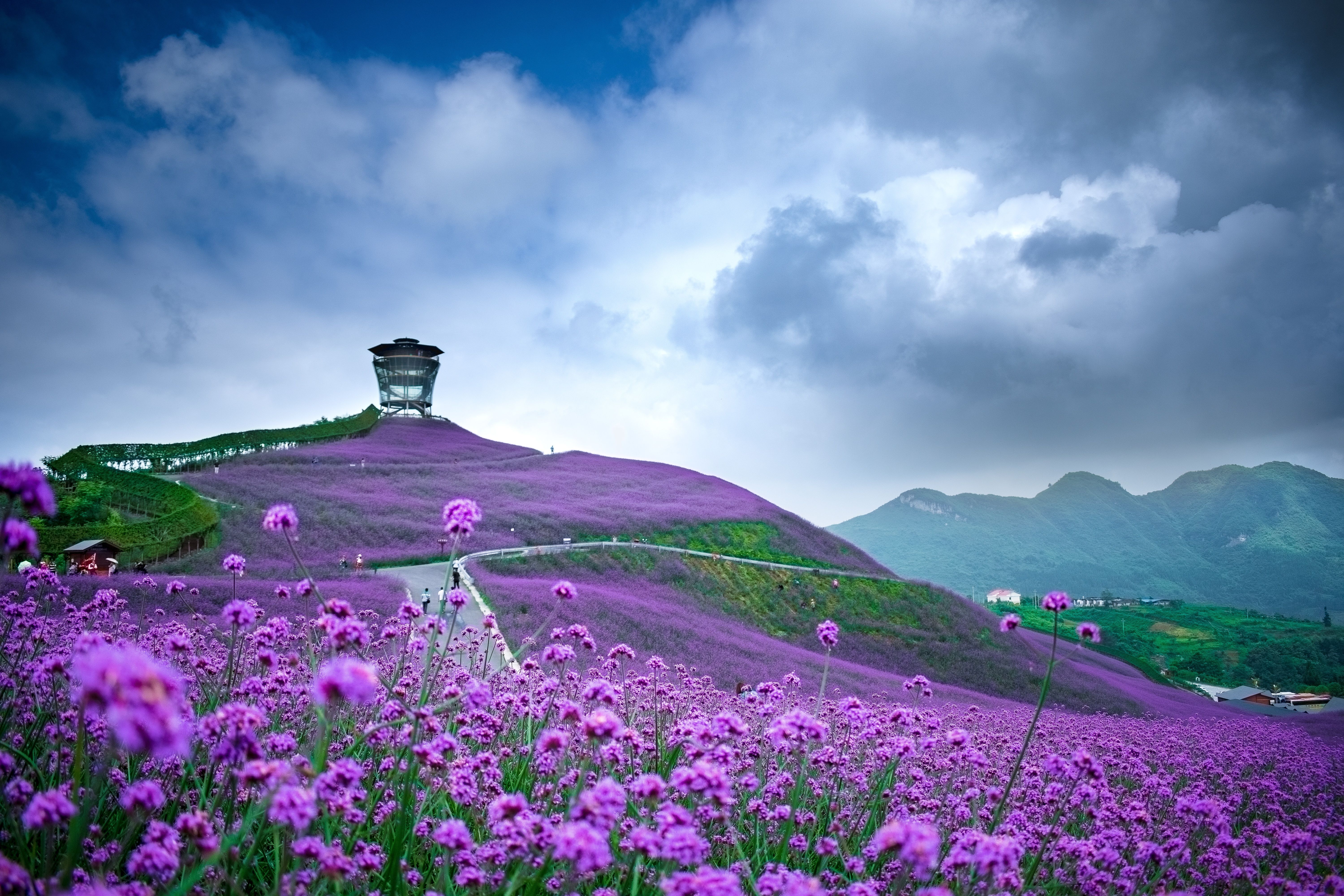 Purple Flower Field in Mountains of China 5k Retina Ultra HD