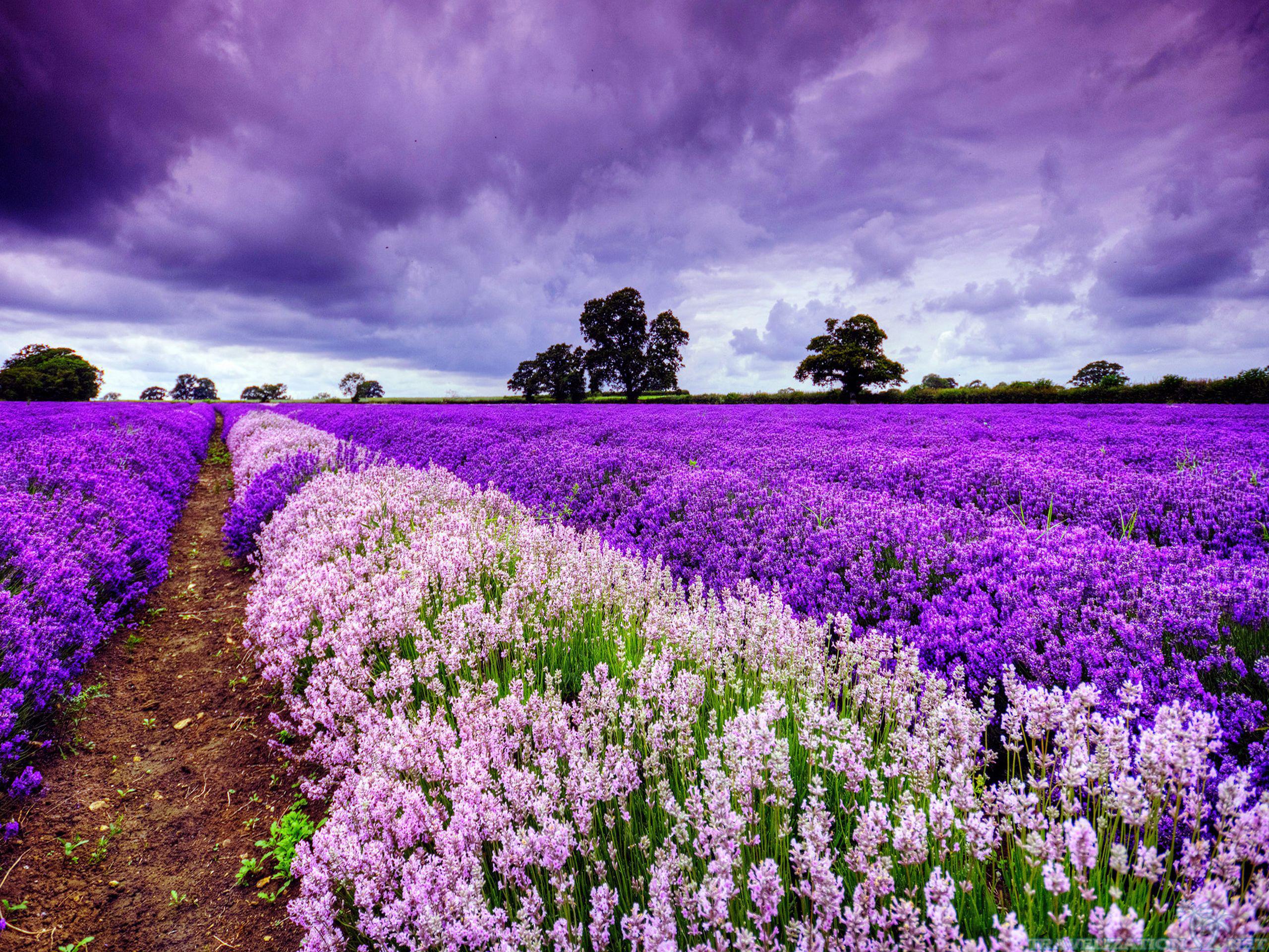 Field of lavender flowers. wallpaper Avery Haas, WK:12