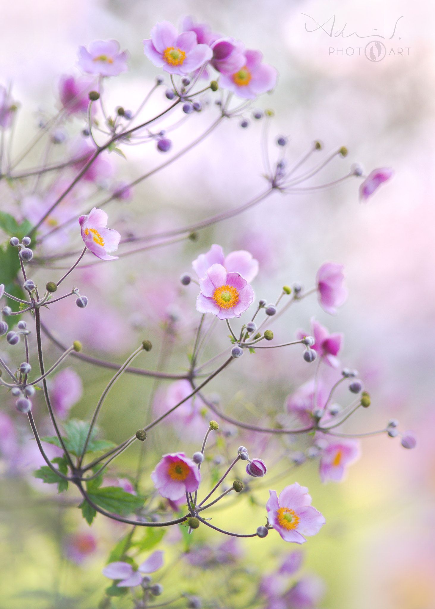 Garden Poetry Anemone of my favorite flower