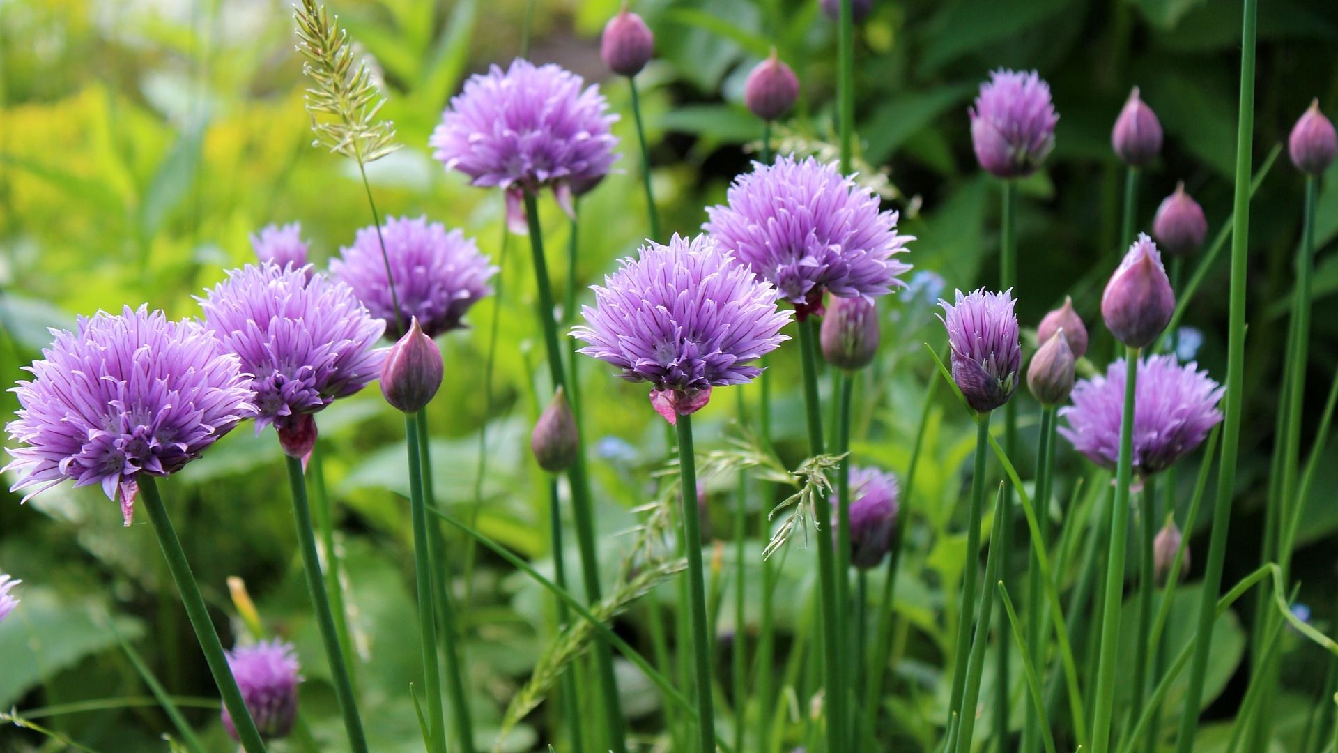 Chives: Planting, Growing, and Harvesting Chive Plants. The Old