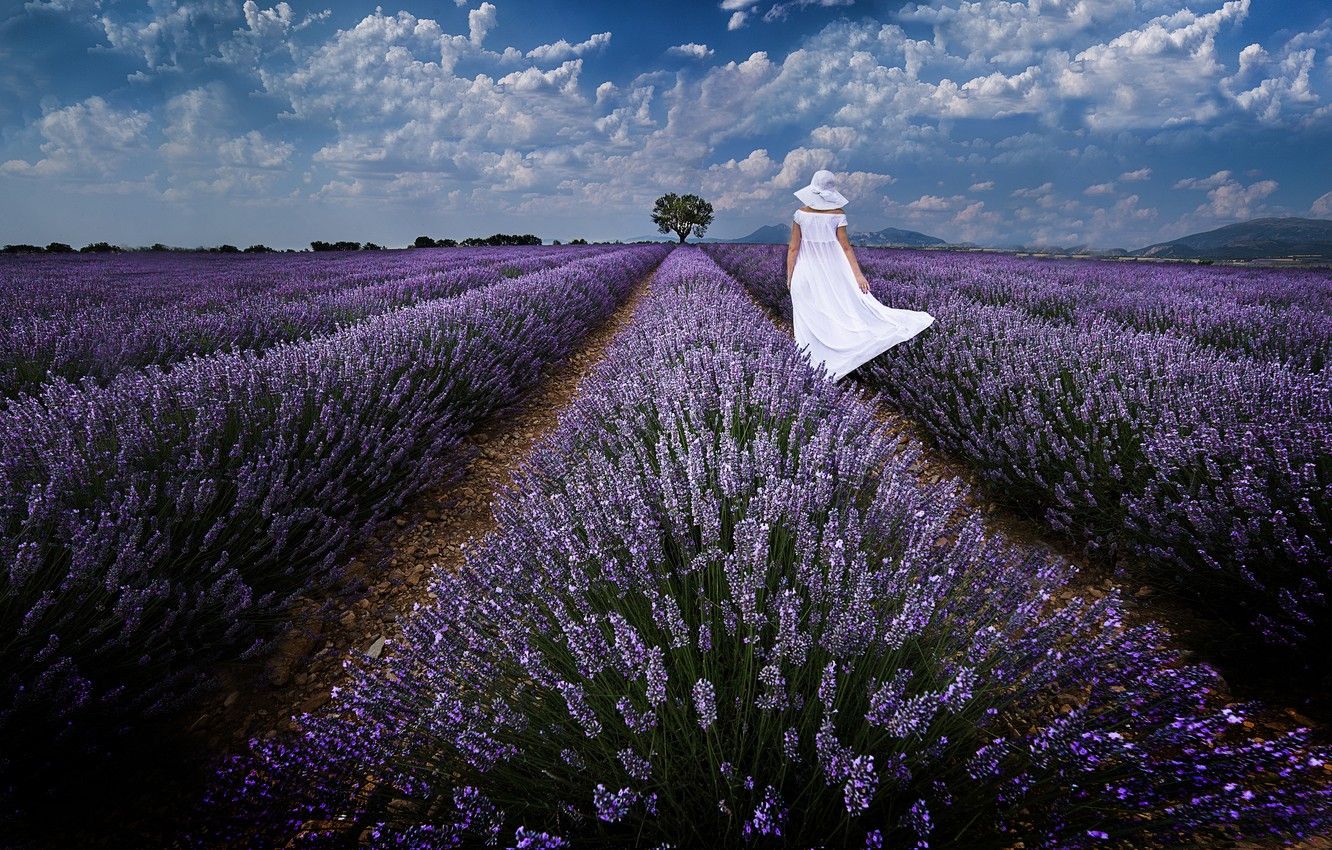 Wallpaper woman, hat, walk, white dress, the ranks, lavender