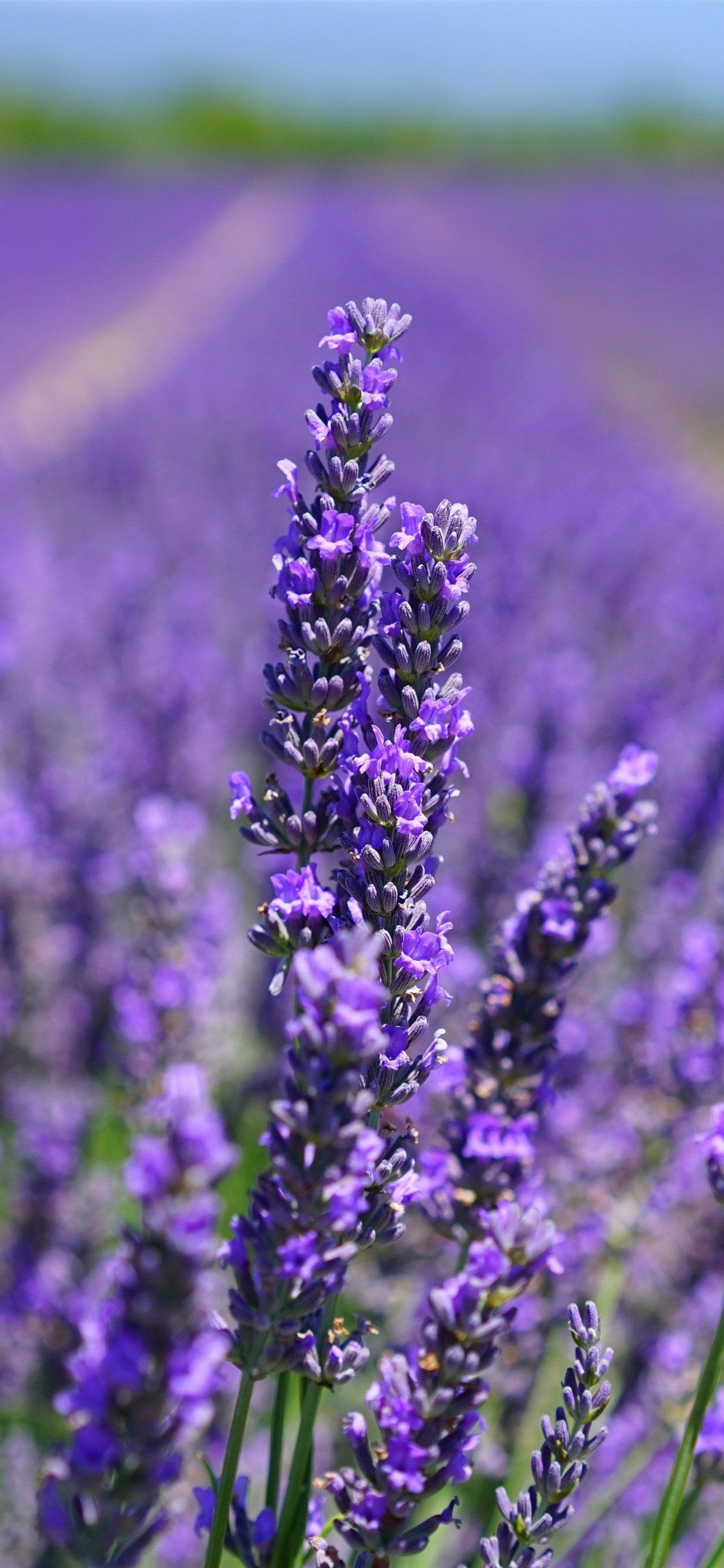 Purple Wallpaper Lavender