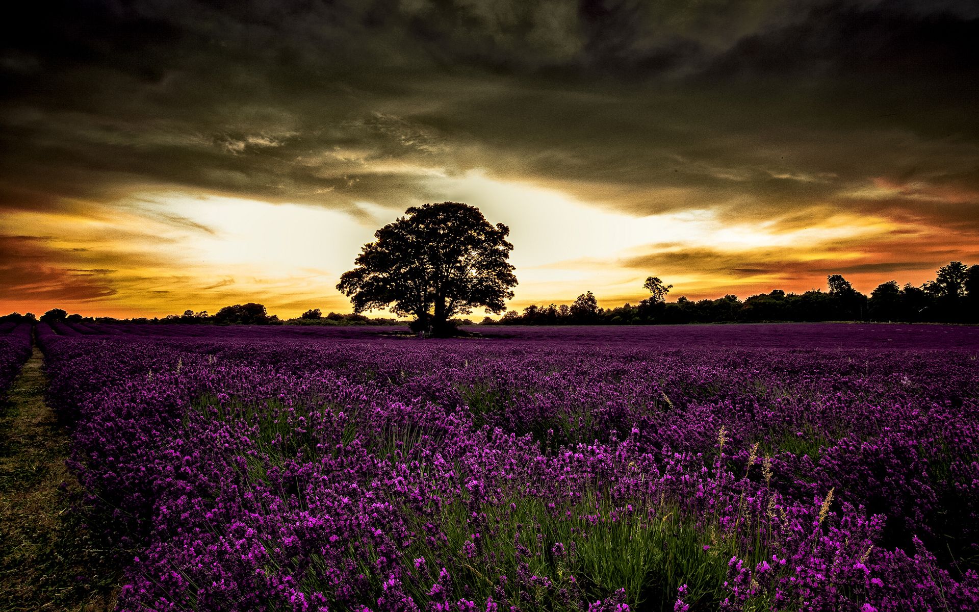 Wondrous Wallpaper. Wondrous Wallpaper