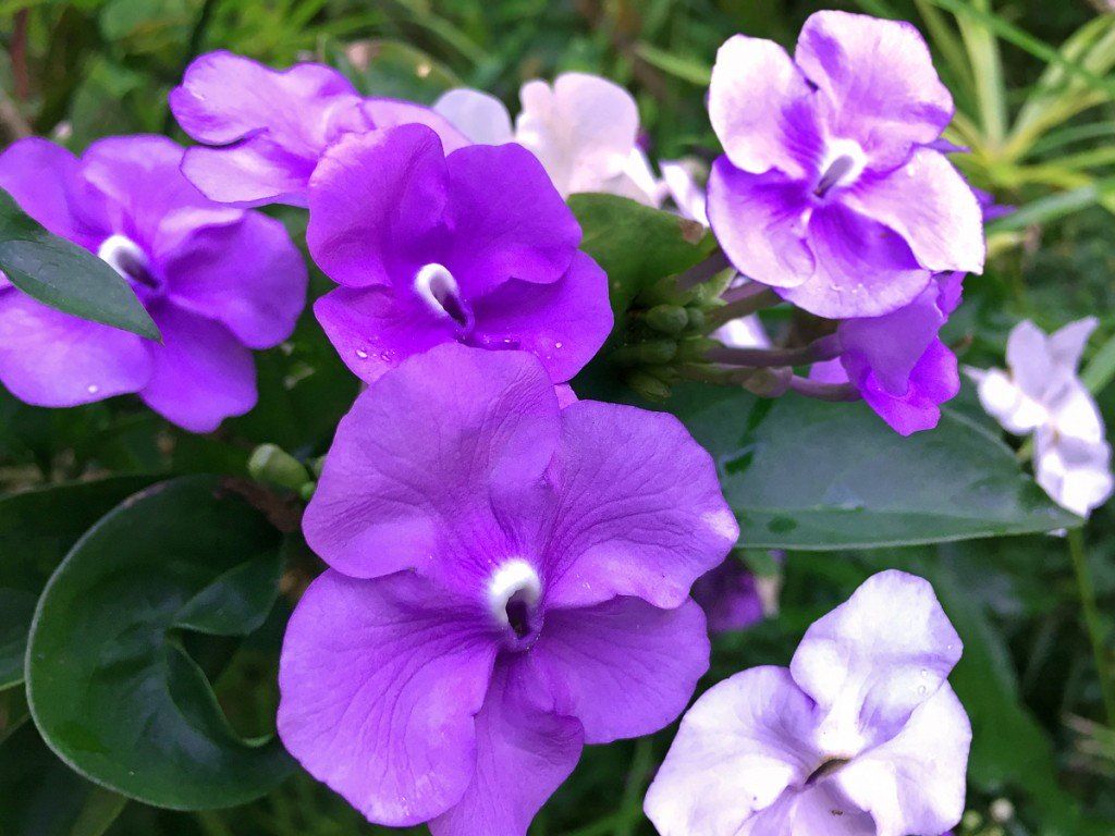 Planting a Garden With Purple Tropical Flowers