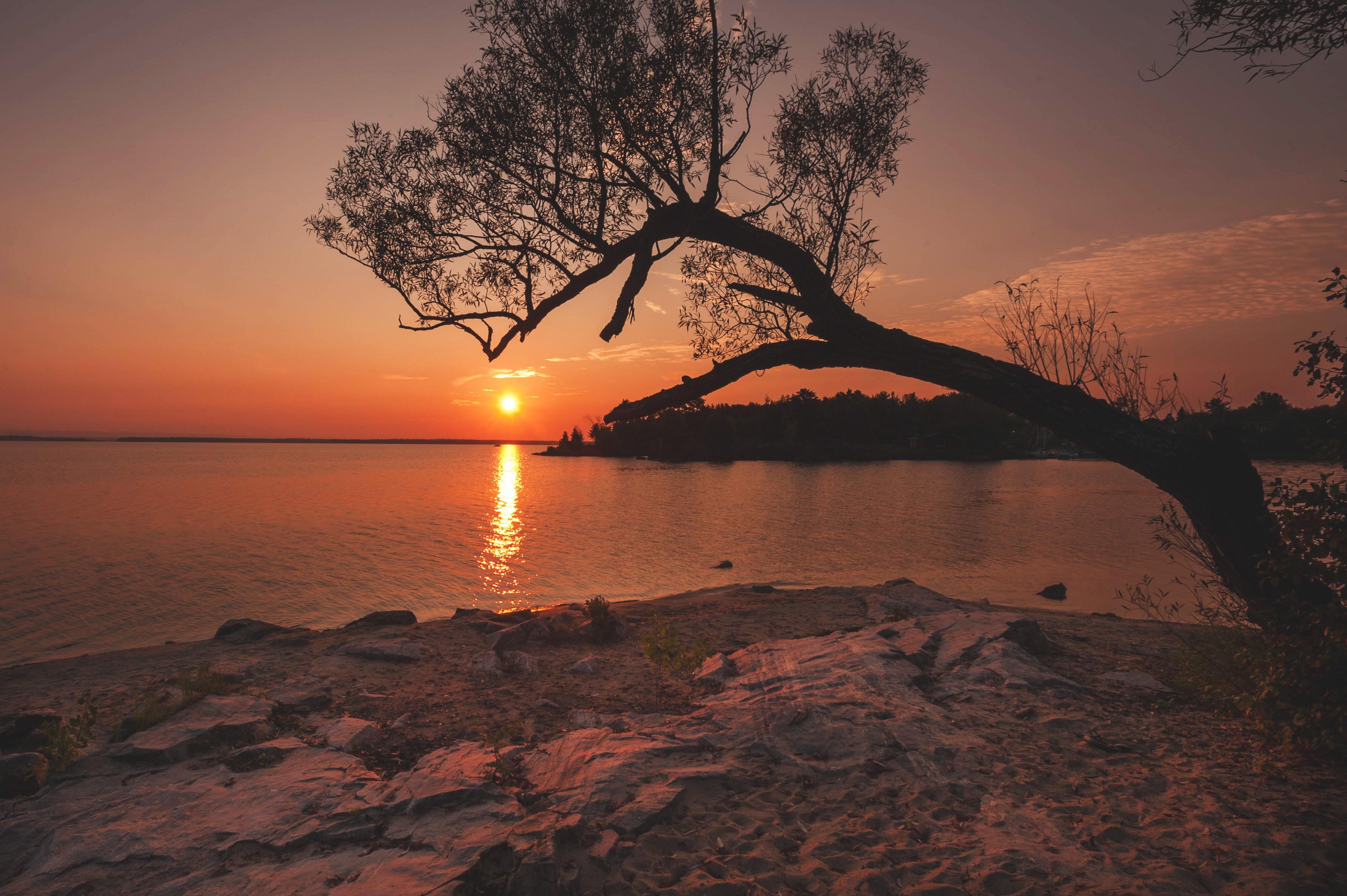 wallpaper tree, river, sunset, shore HD, Widescreen, High