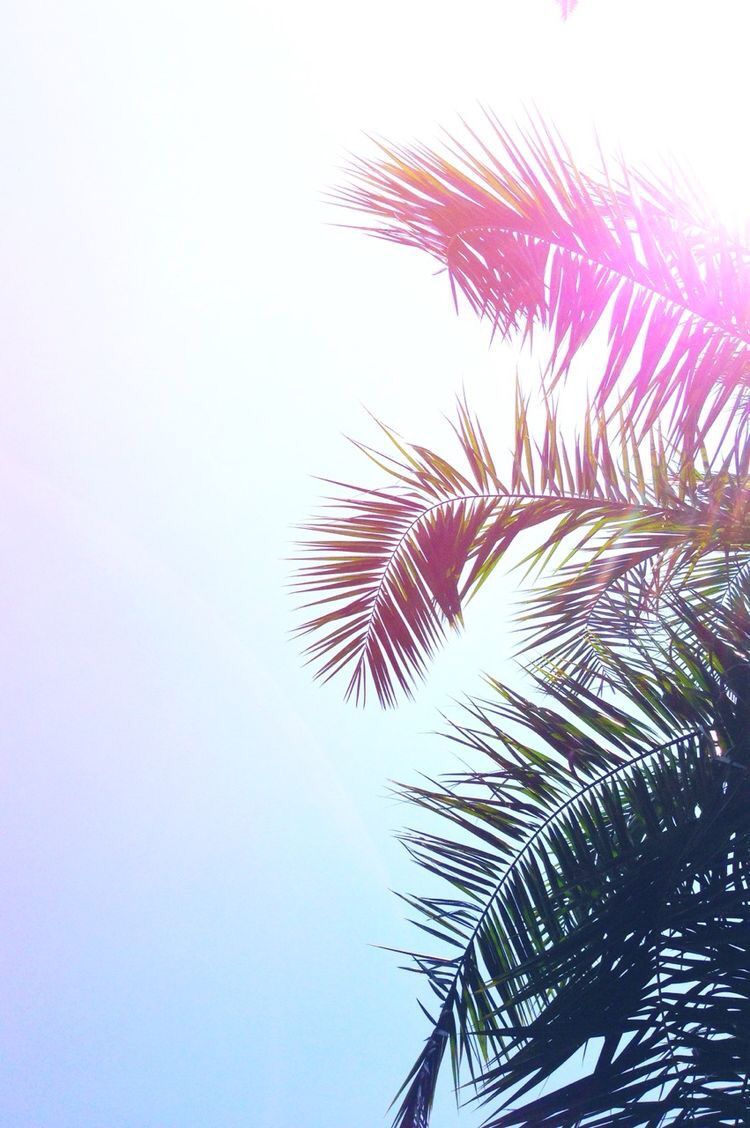 Summer wall paper!. Palm trees, iPhone wallpaper, Wallpaper