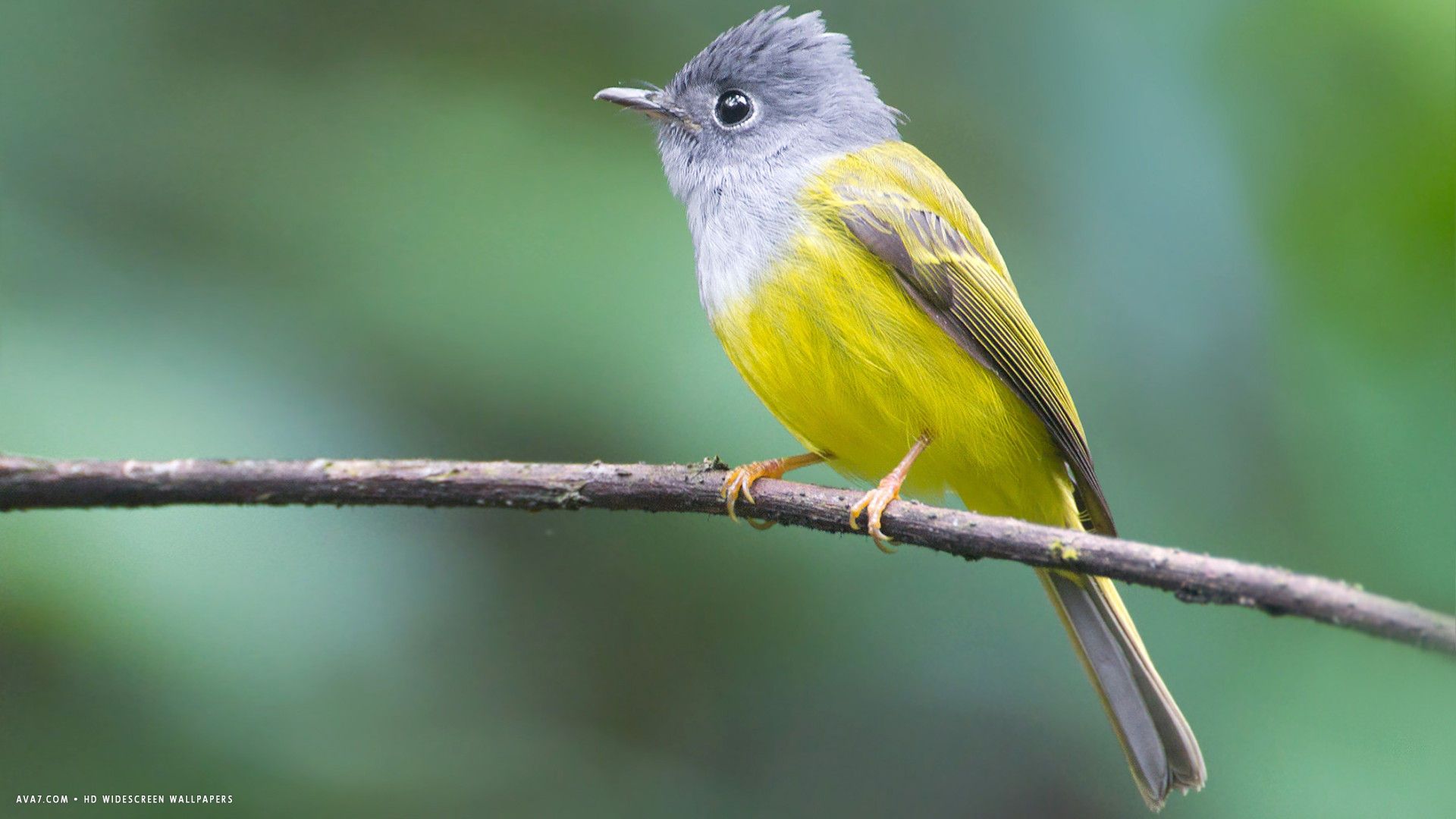 Flycatcher Wallpapers - Wallpaper Cave