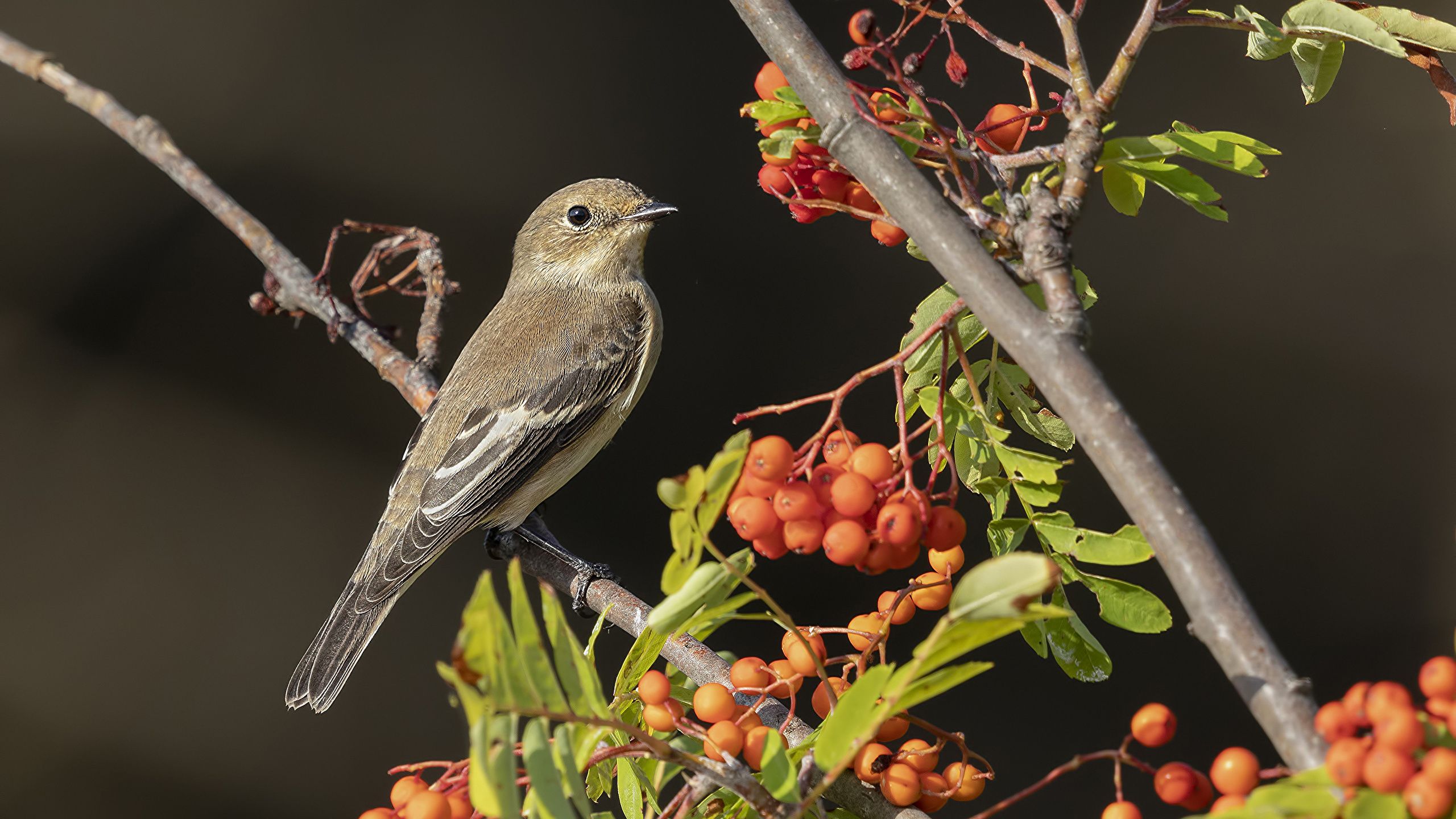 Flycatcher Wallpapers - Wallpaper Cave