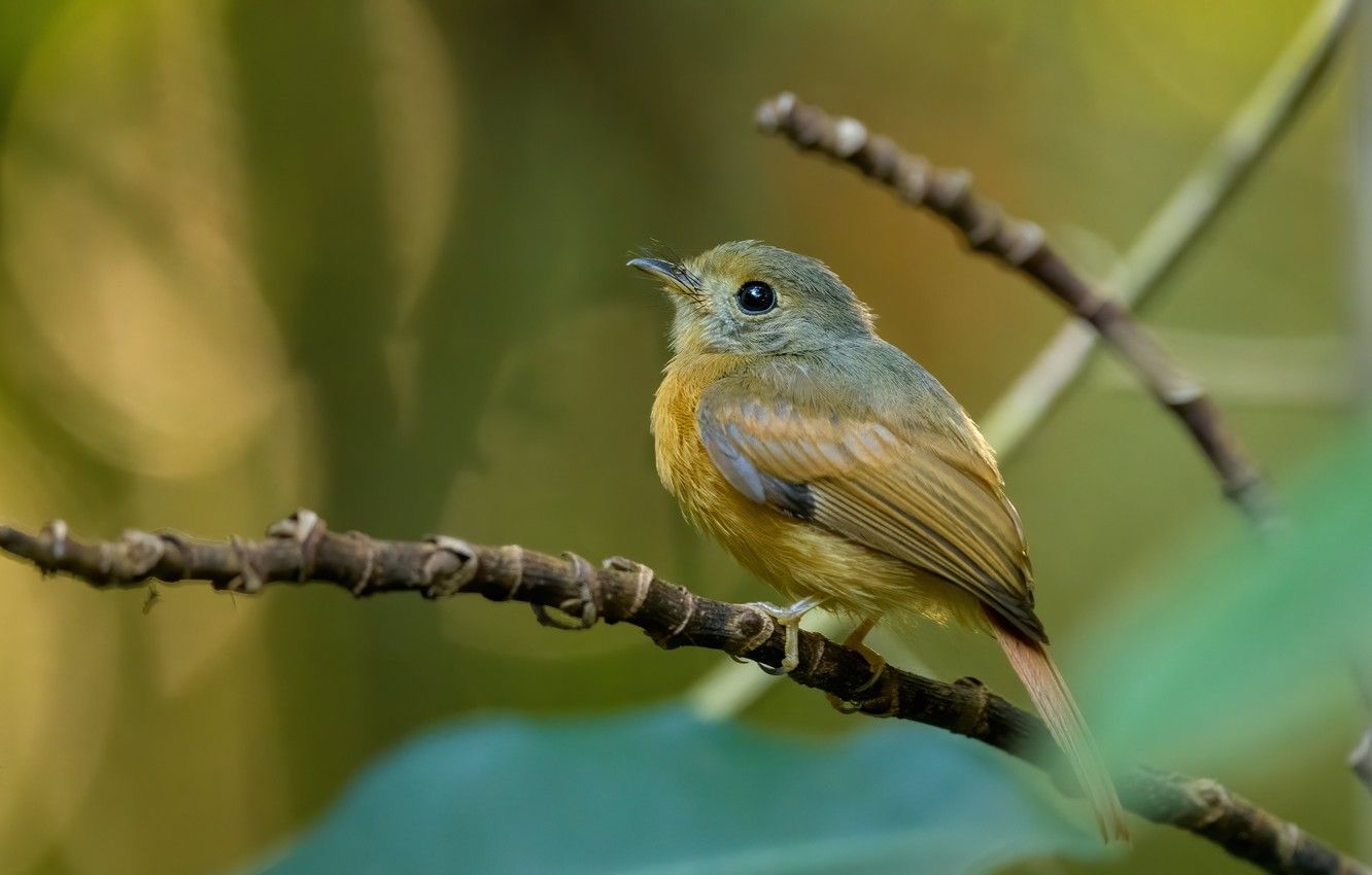 Flycatcher Wallpapers - Wallpaper Cave
