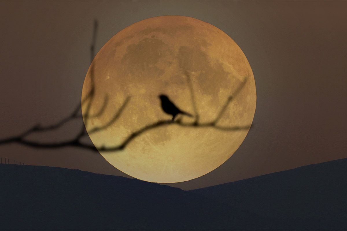 March Full Moon 2020: Catch the 'Worm Moon' and the first
