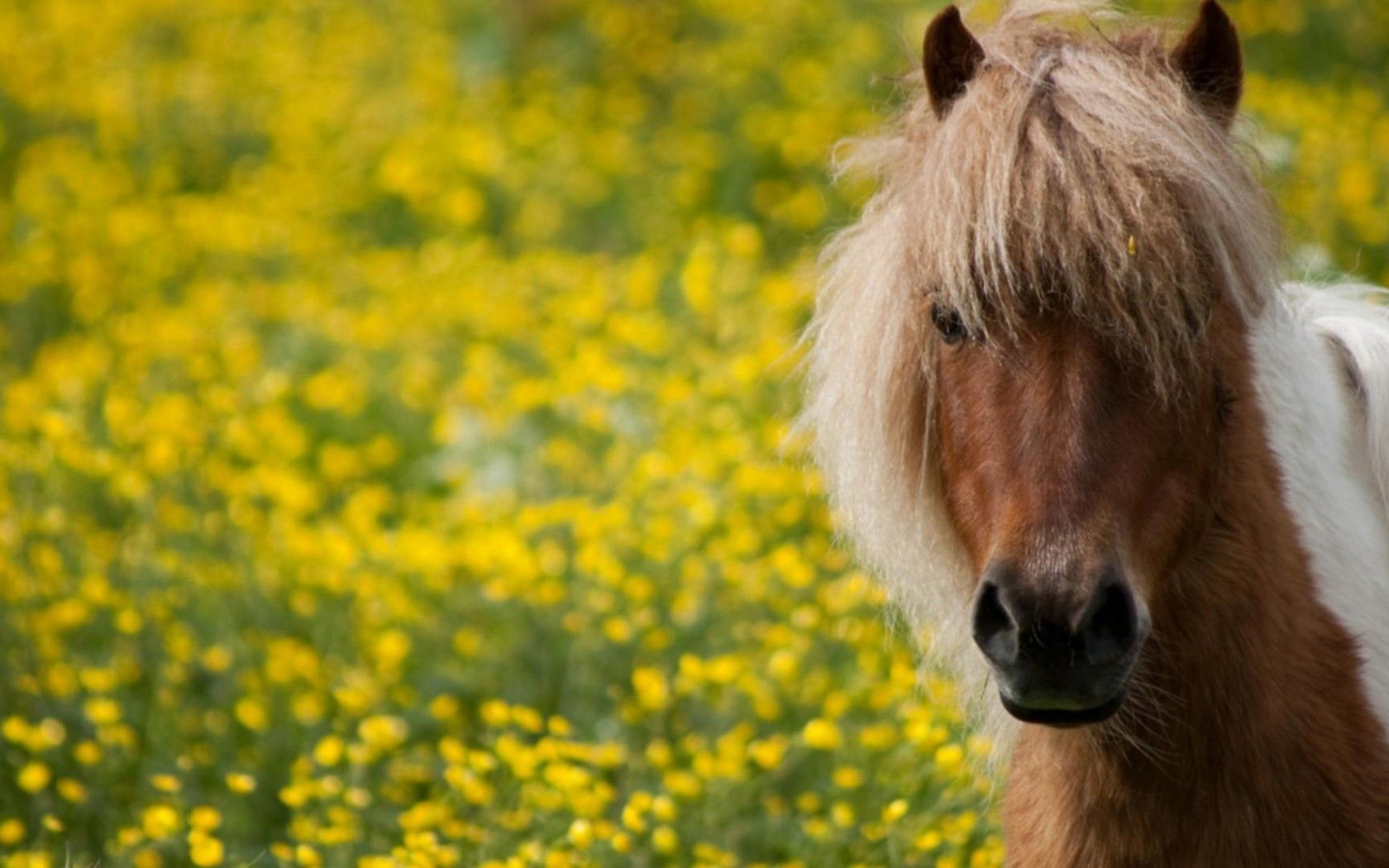 Summer Feeling HD desktop wallpaper, Widescreen, High Definition