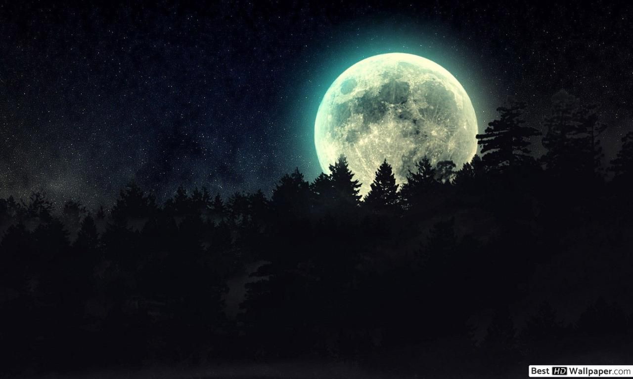 Full Moon over Pine Tree Forest HD wallpaper download