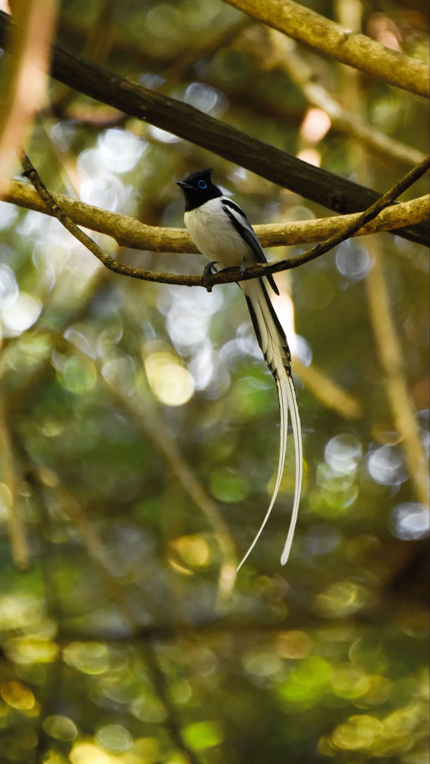 Flycatcher Wallpapers - Wallpaper Cave