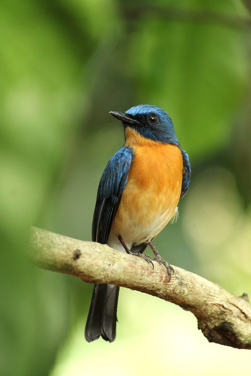Flycatcher Wallpapers - Wallpaper Cave
