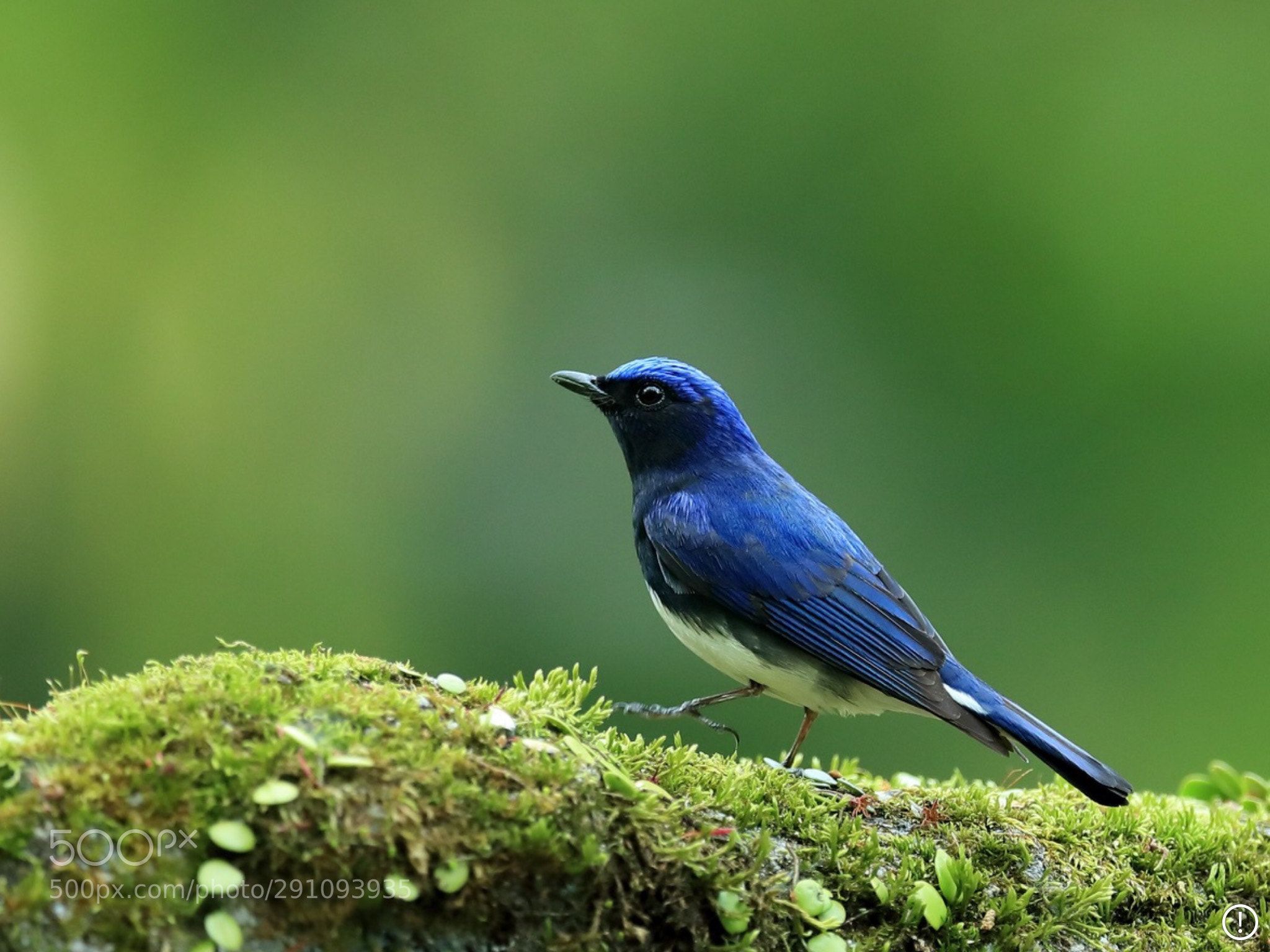 Flycatcher Wallpapers - Wallpaper Cave