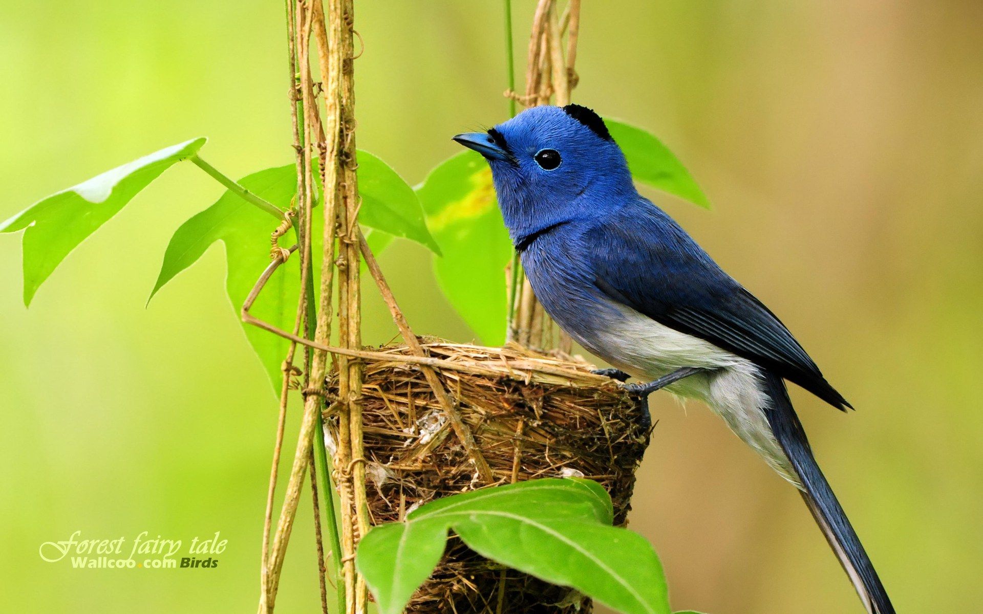 Flycatcher Wallpapers - Wallpaper Cave