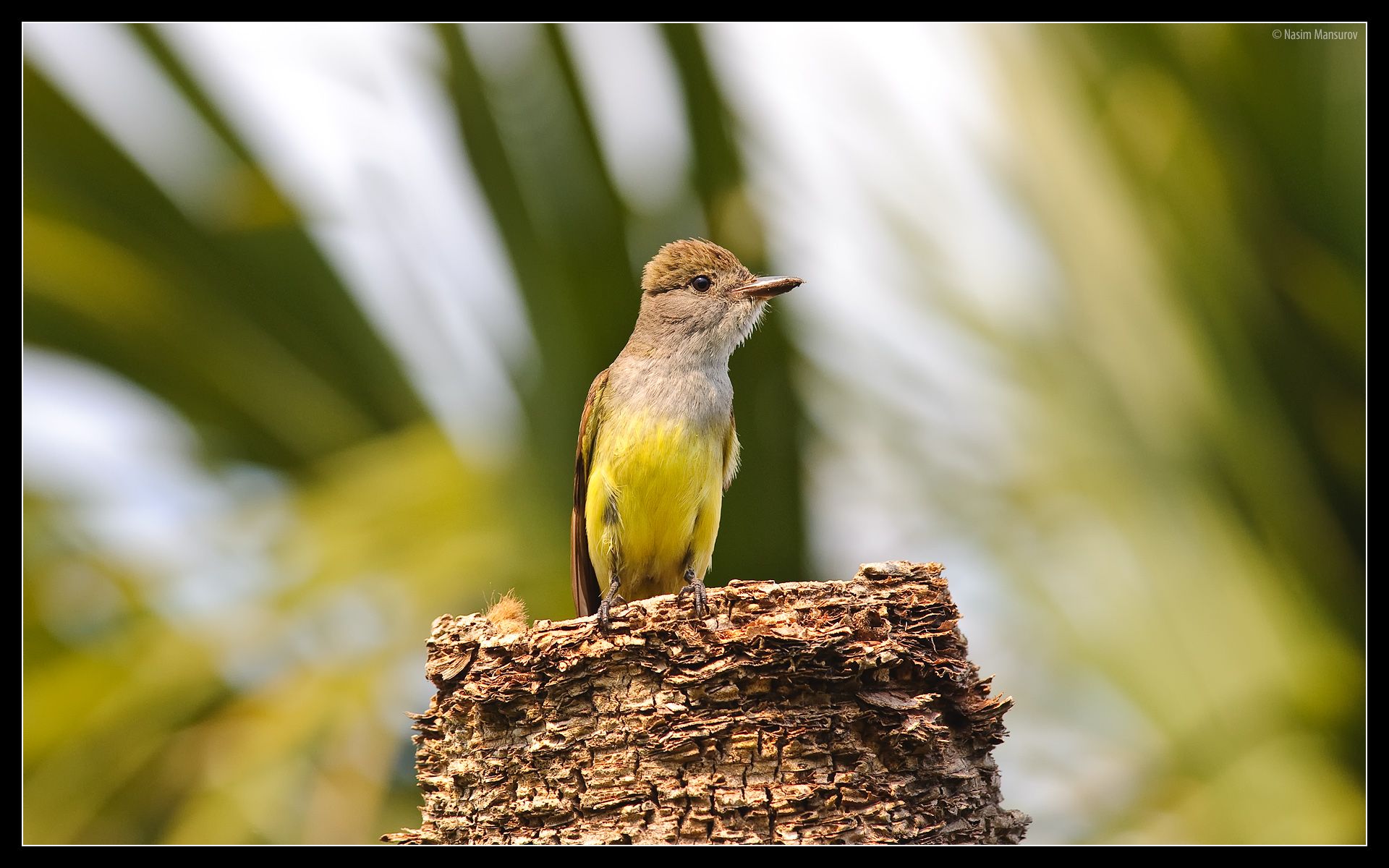 Flycatcher Wallpapers - Wallpaper Cave