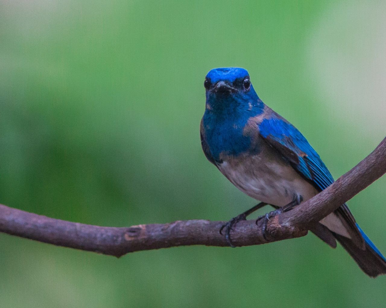 Flycatcher Wallpapers - Wallpaper Cave