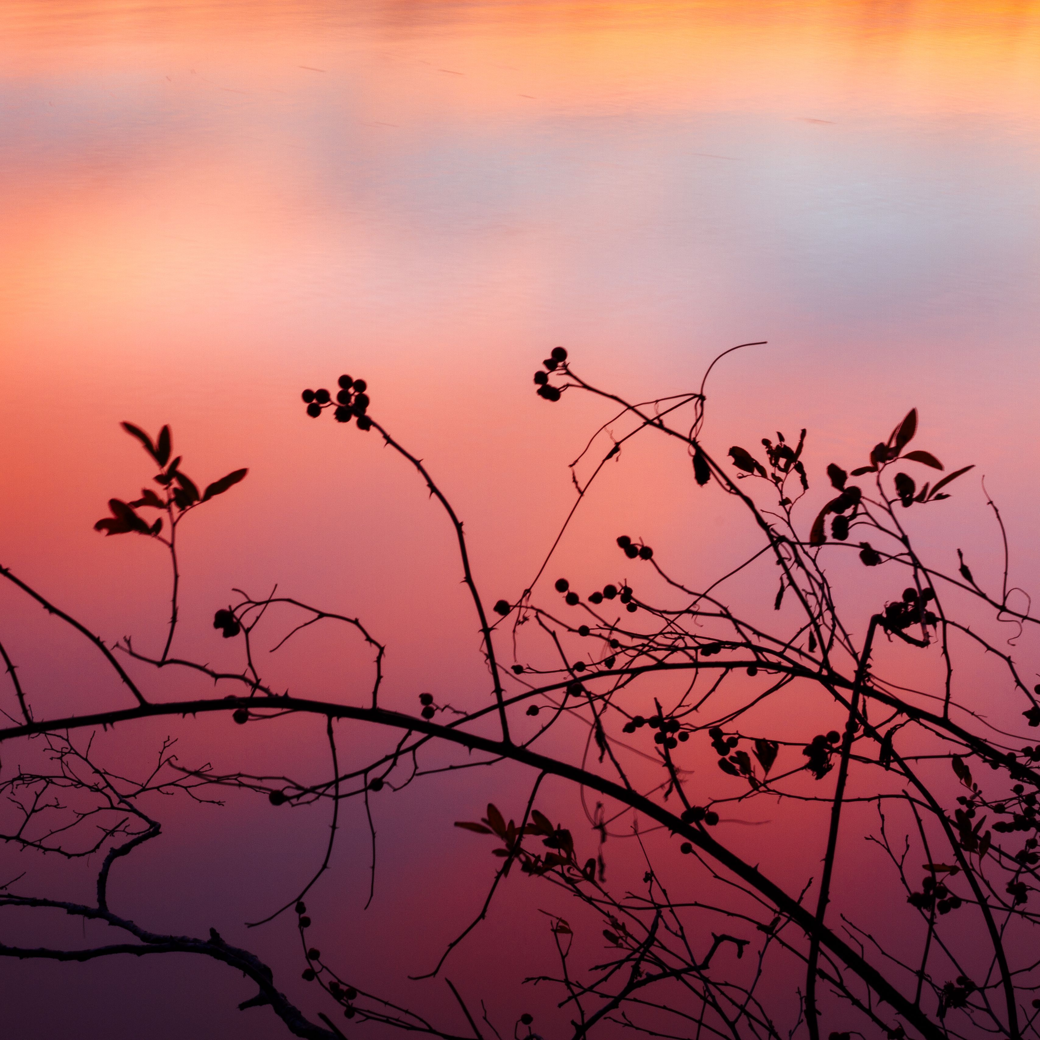 Download wallpaper 3415x3415 branch, sunset, shadows, silhouette