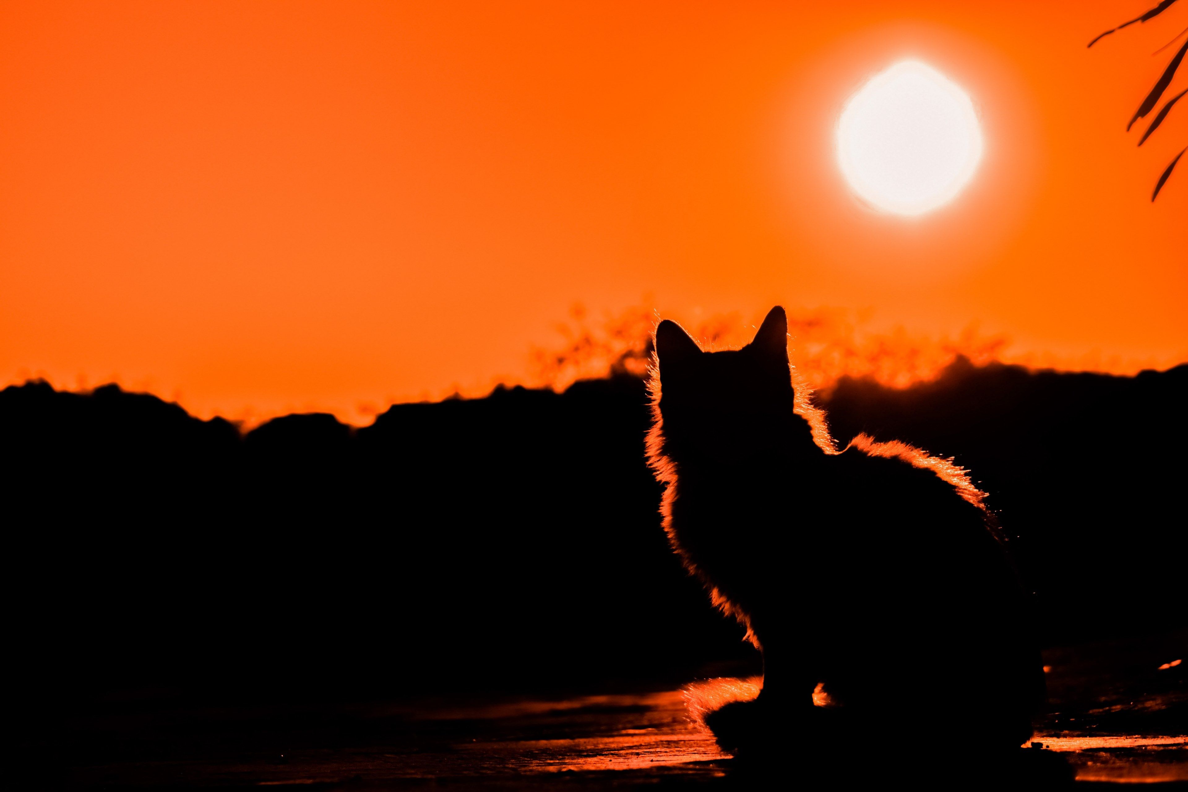 sunset #cat #shadows #silhouettes #nature #light 4k wallpaper