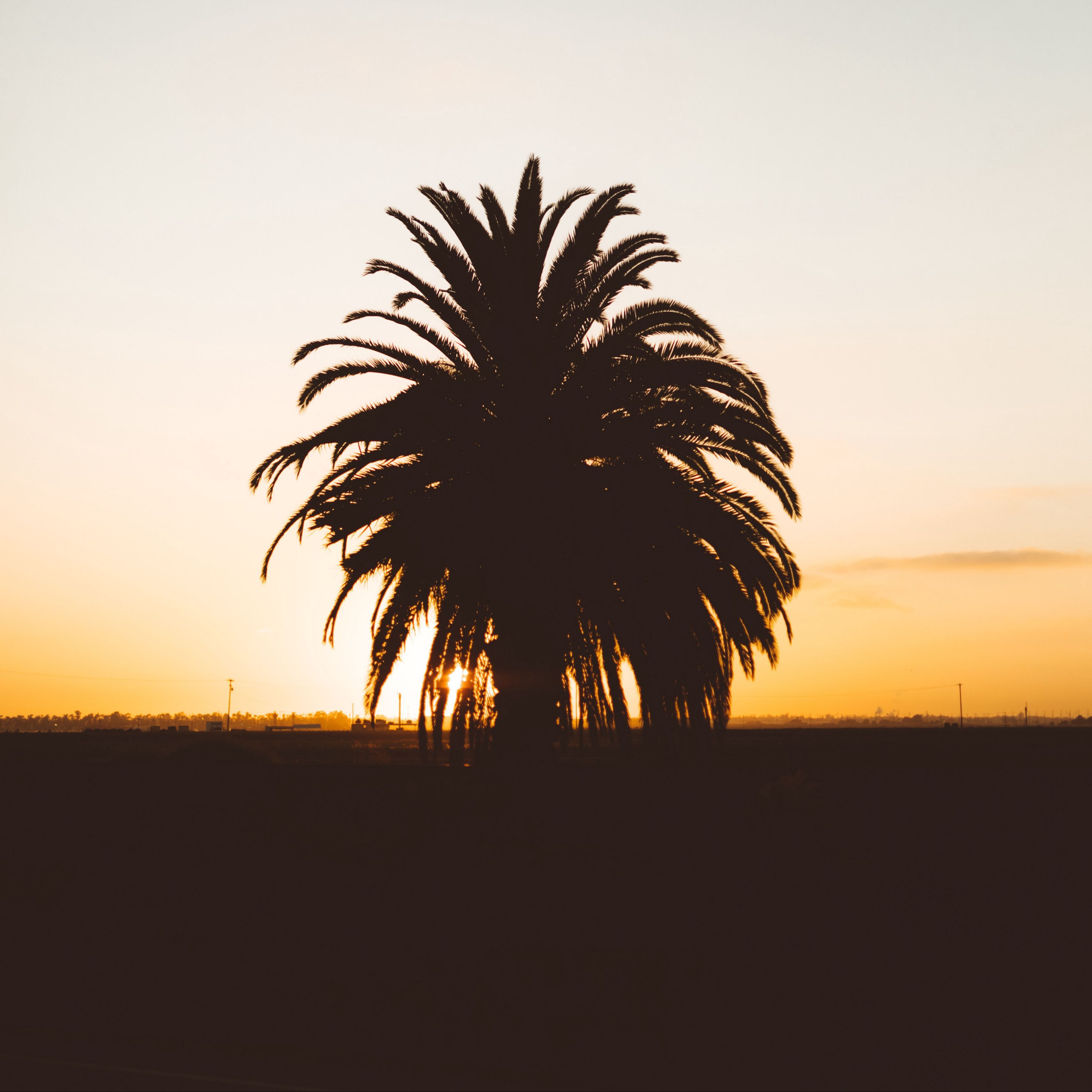 Download wallpaper 3415x3415 palm, sunset, shadows, horizon