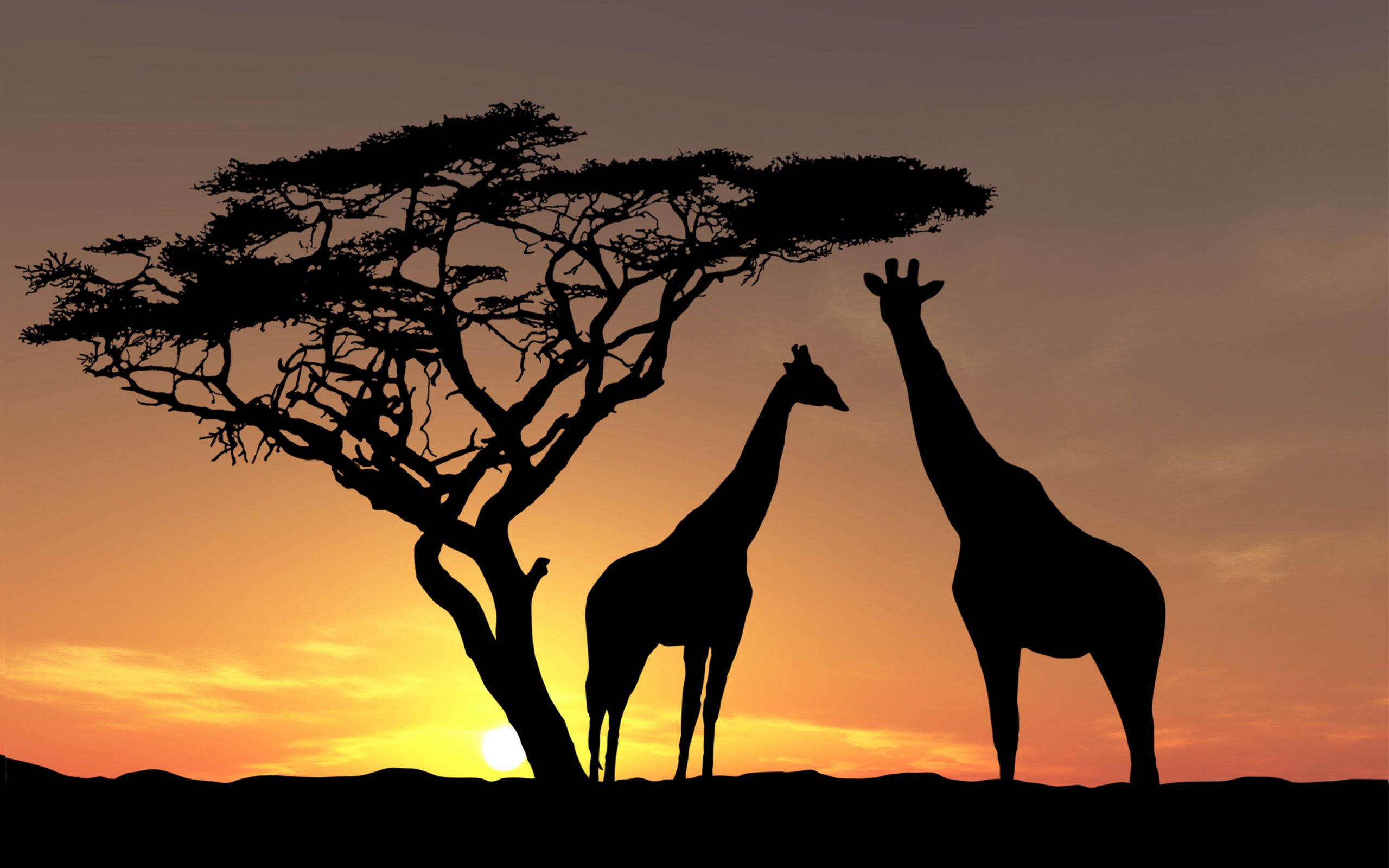 Giraffes in the sunset shadows wallpaper and image